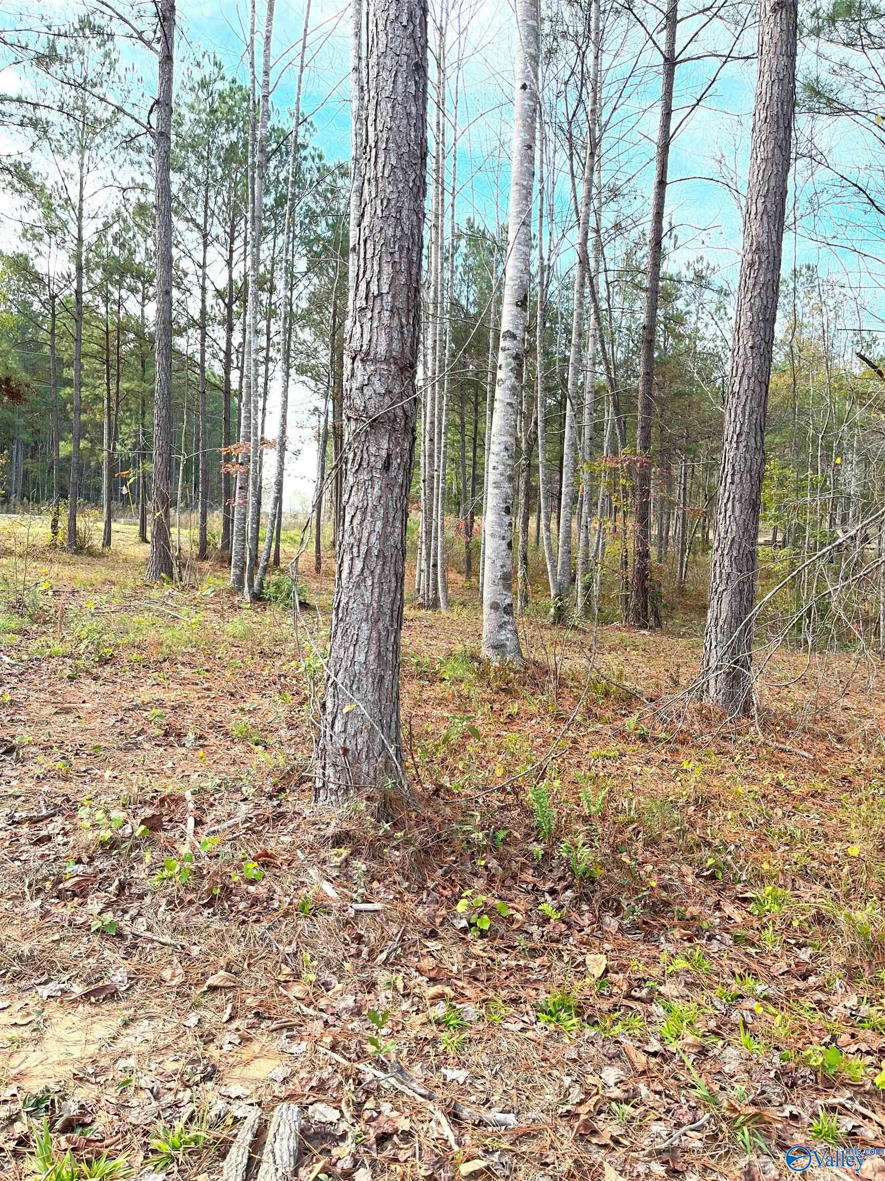 Lot 29 Shoreside Drive, Double Springs, Alabama image 5