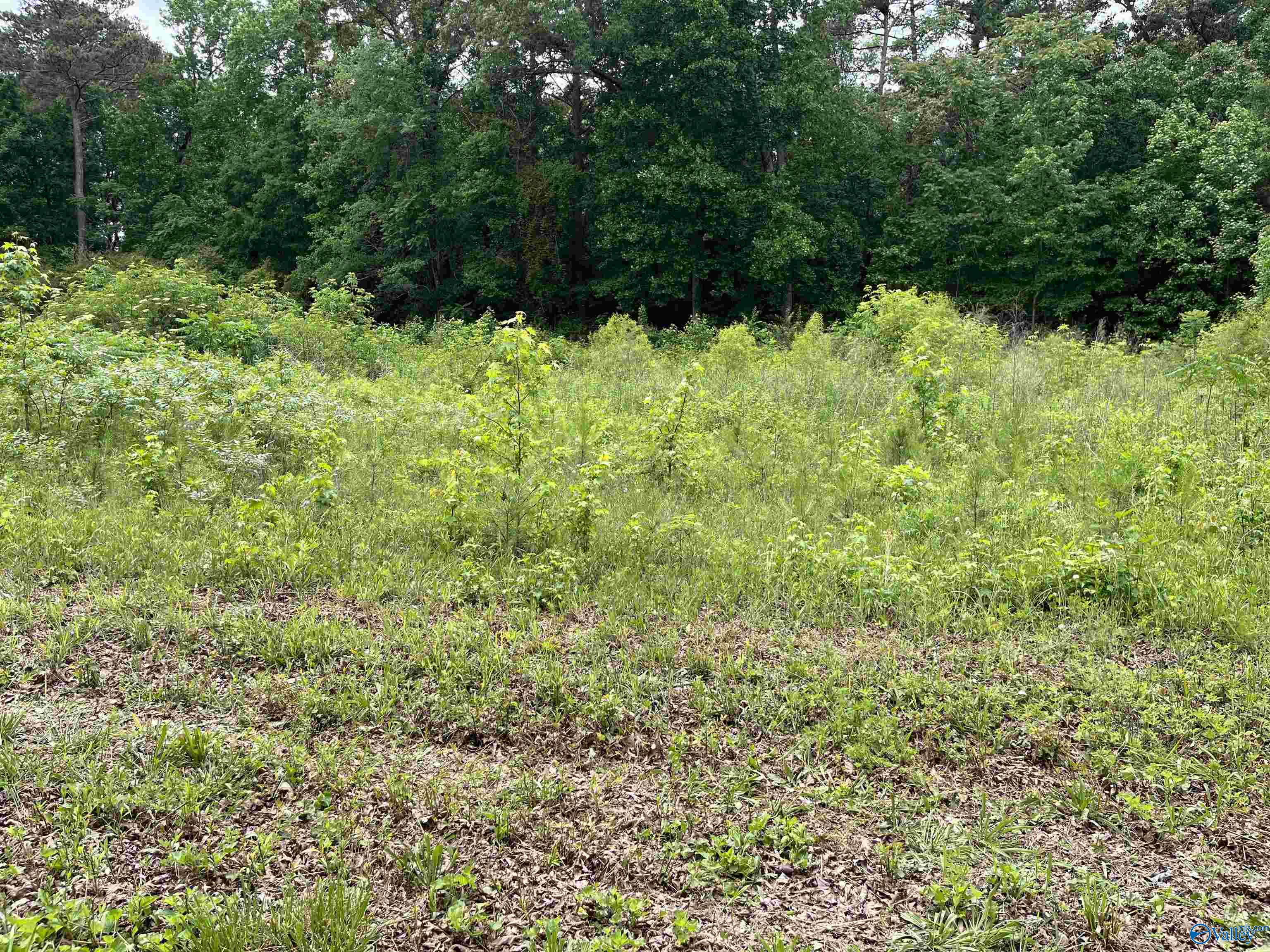 Lot #13 Country Cove Road, Crossville, Alabama image 2