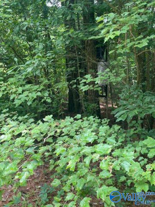 8 ACRES County Road 1196