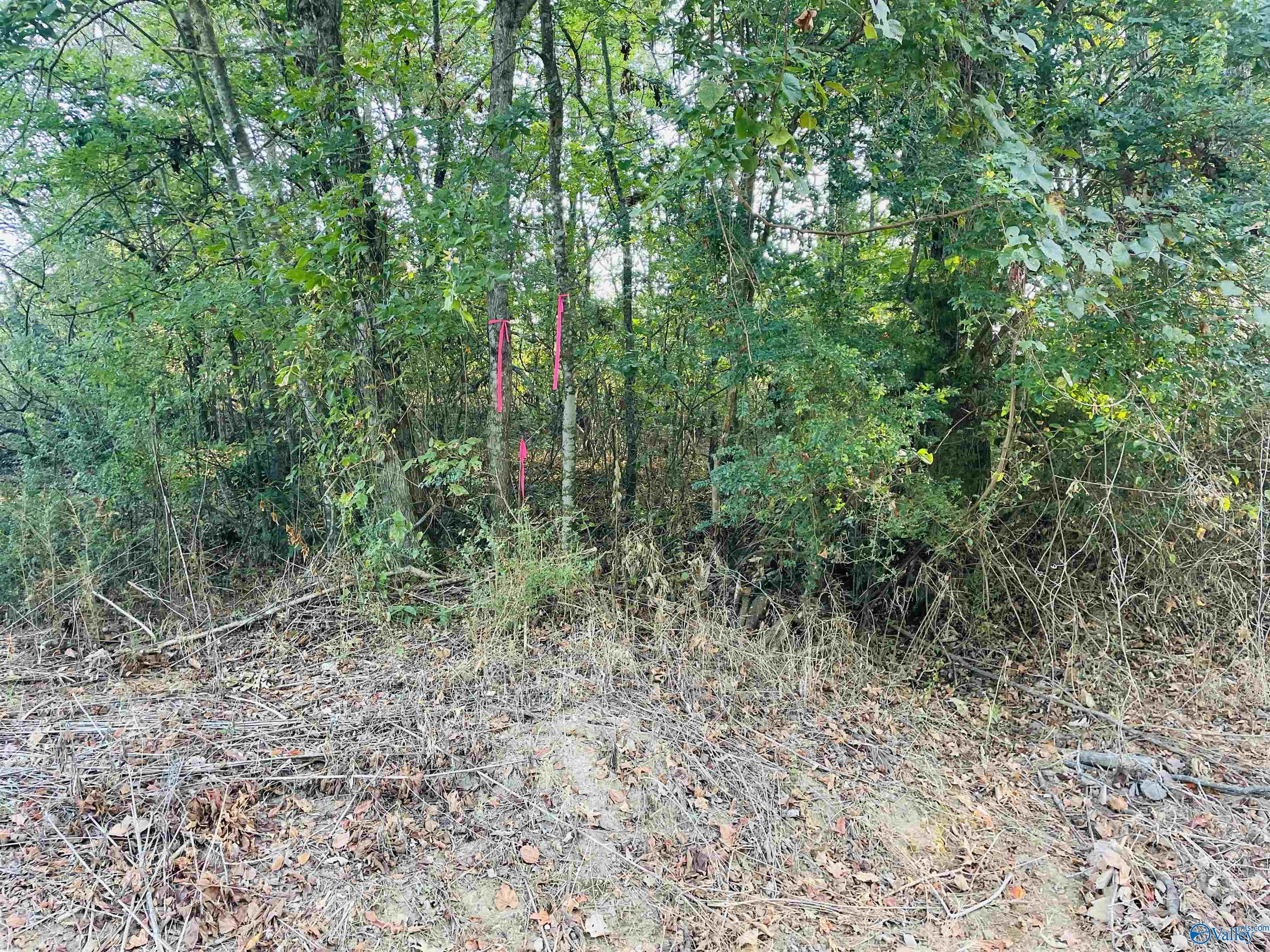 5ac County Road 81, Flat Rock, Alabama image 12