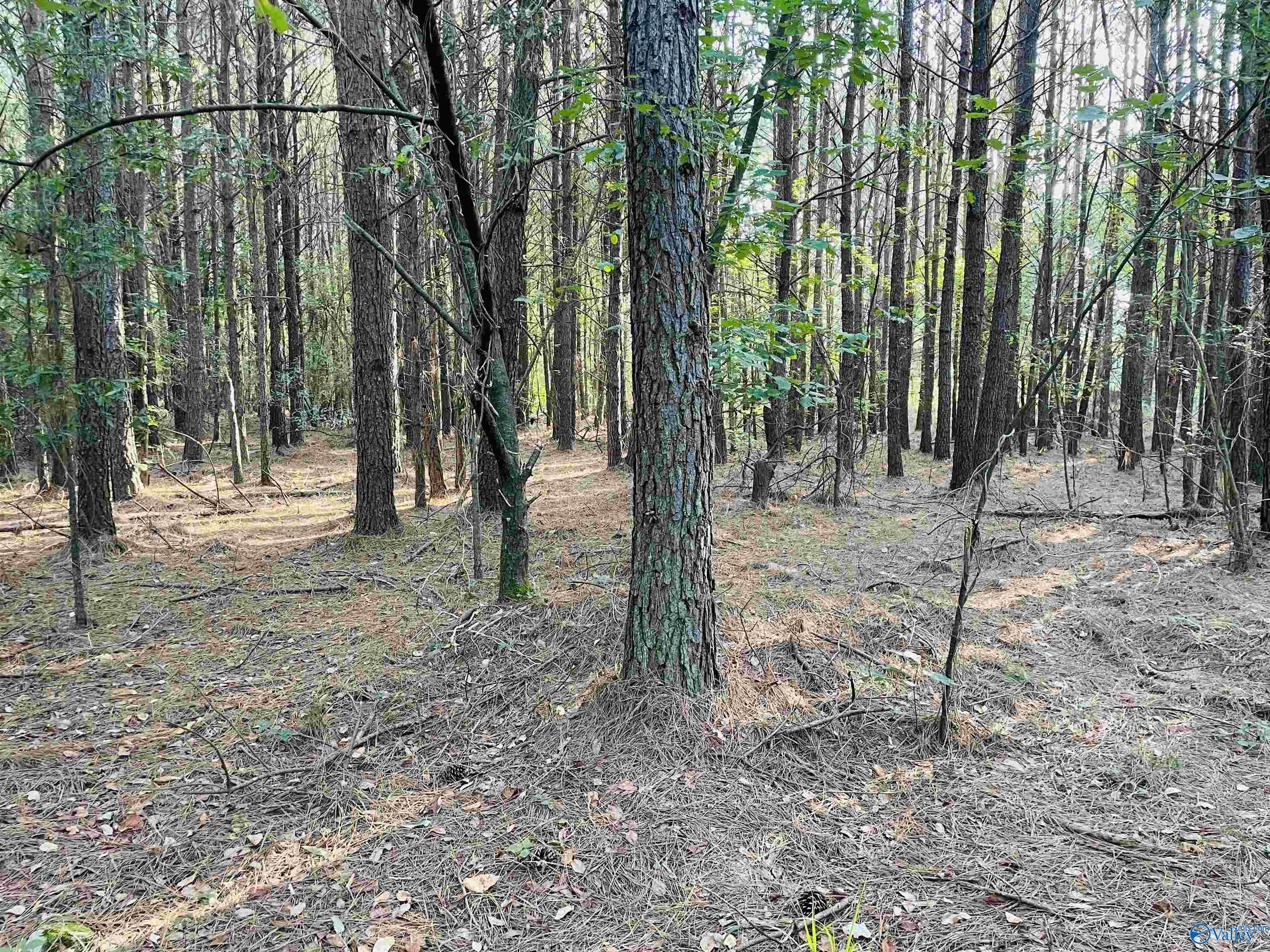 5ac County Road 81, Flat Rock, Alabama image 6