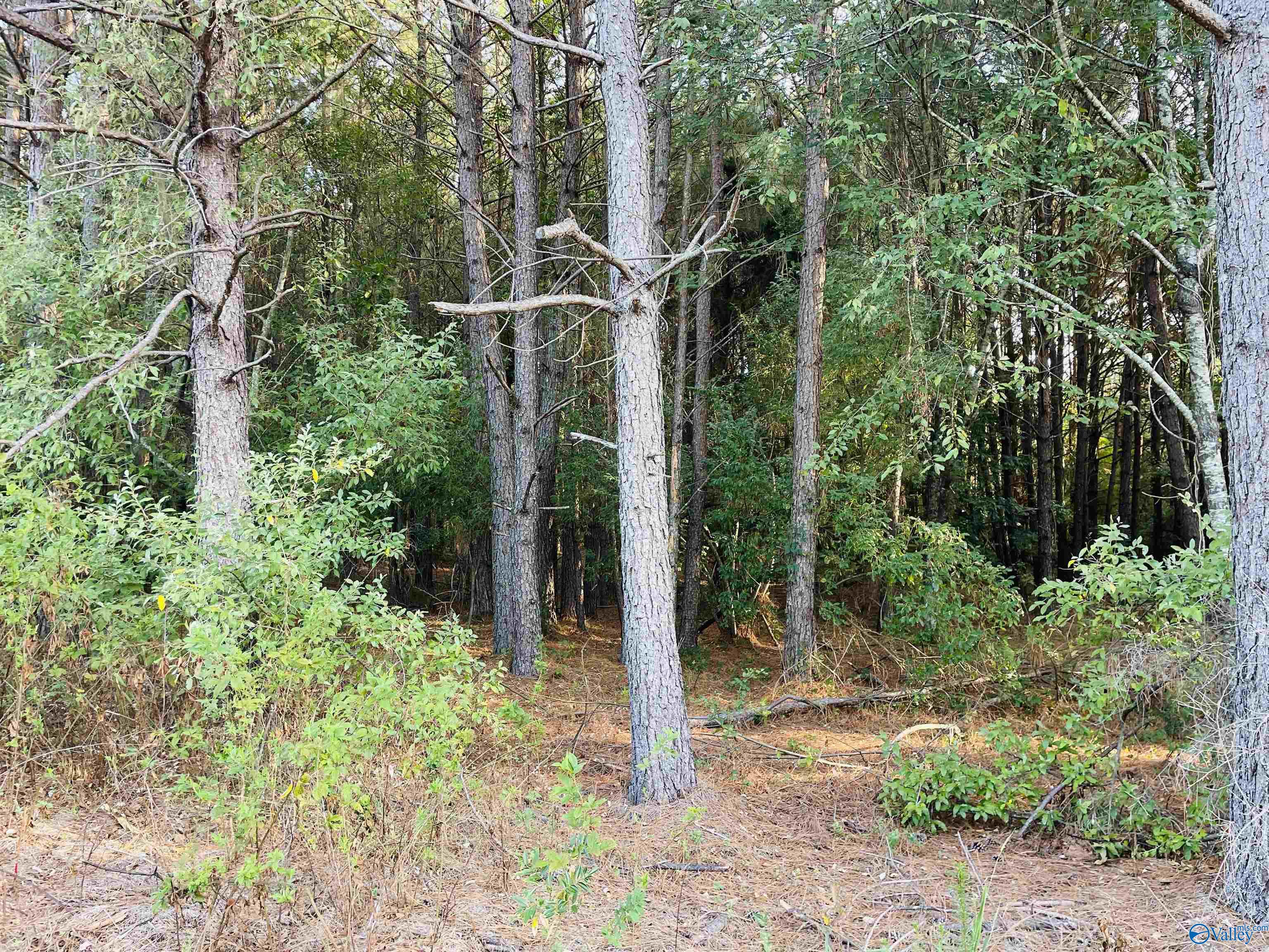 5ac County Road 81, Flat Rock, Alabama image 3