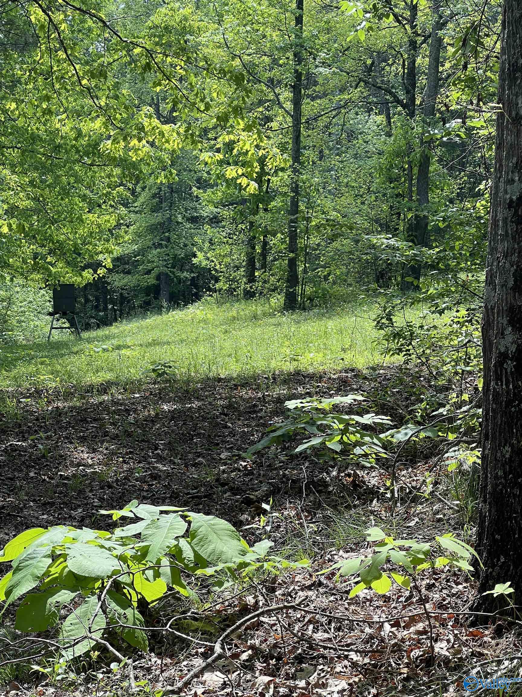 15.2 Acres Miller Hollow Road, Attalla, Alabama image 9