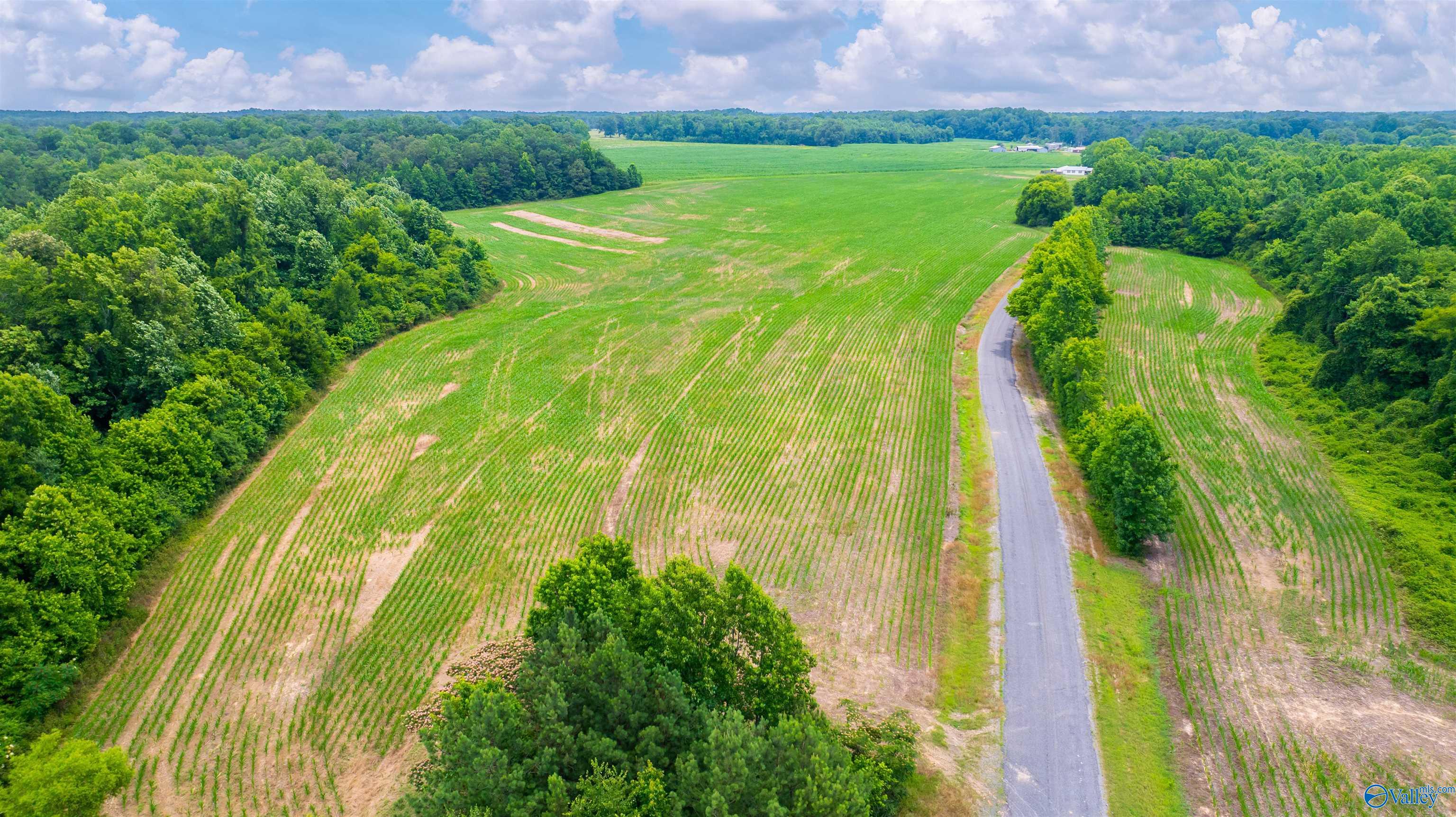 71 ACRES County Road 62, Section, Alabama image 8