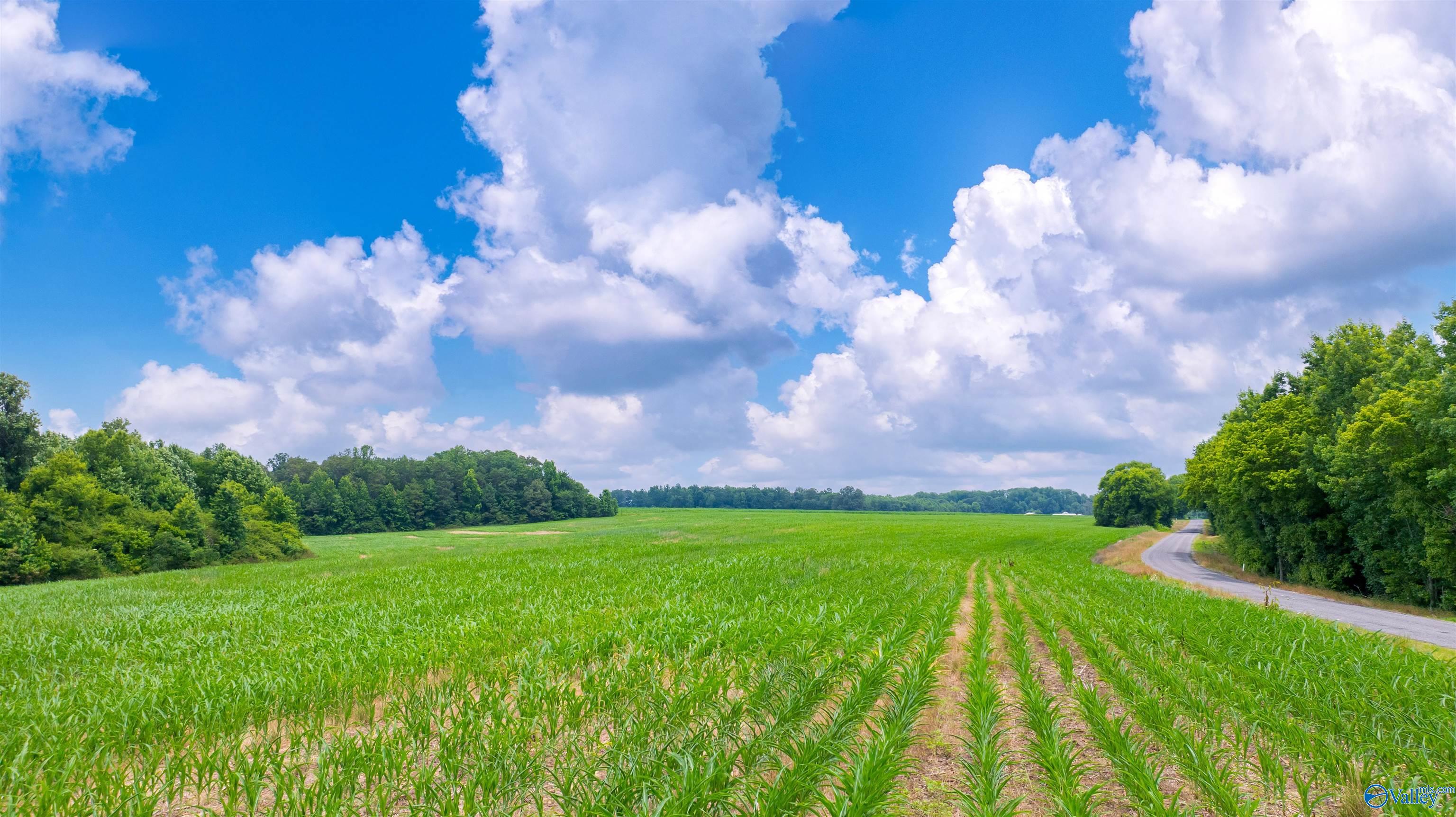 71 ACRES County Road 62, Section, Alabama image 2