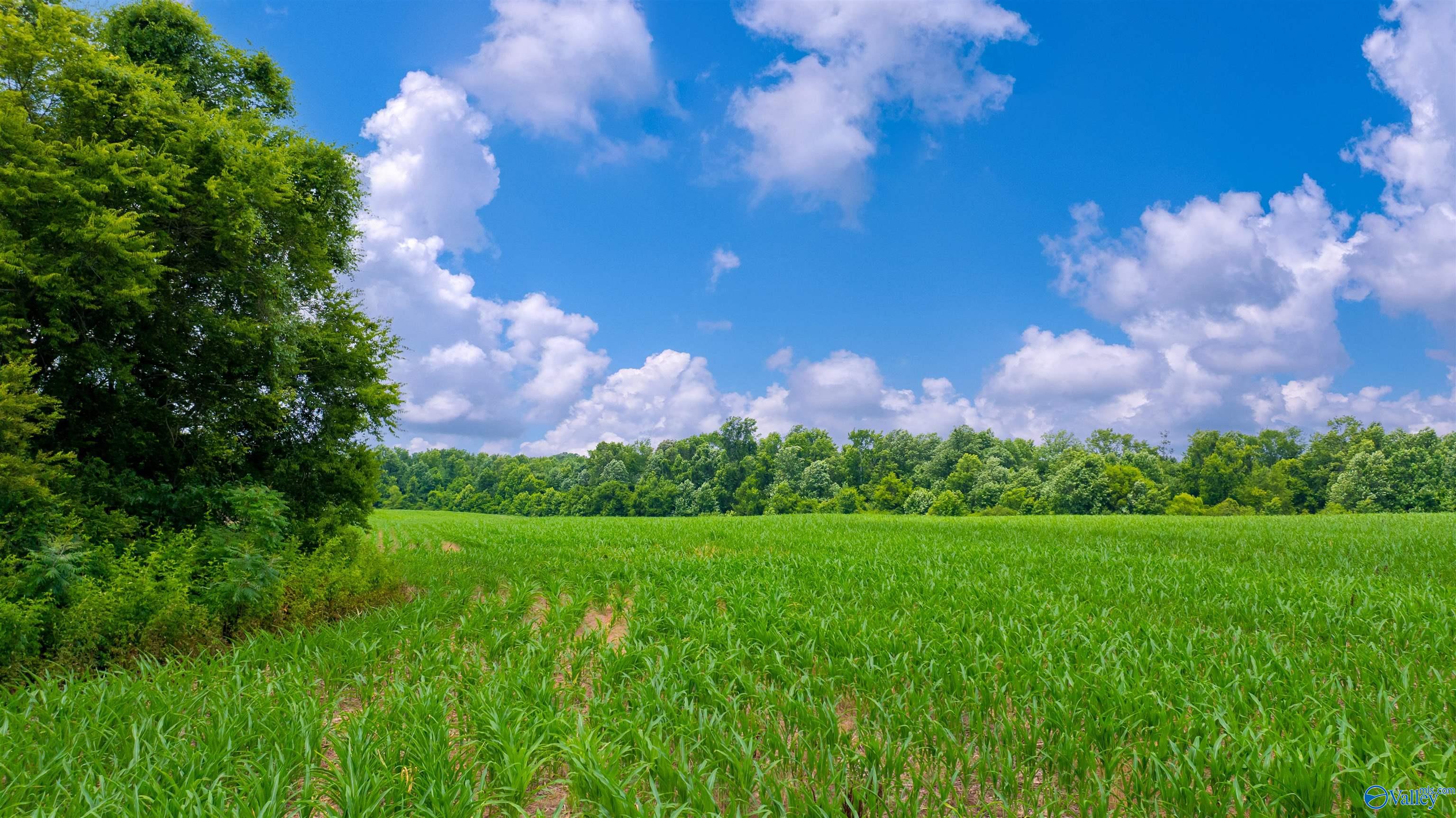 71 ACRES County Road 62, Section, Alabama image 11