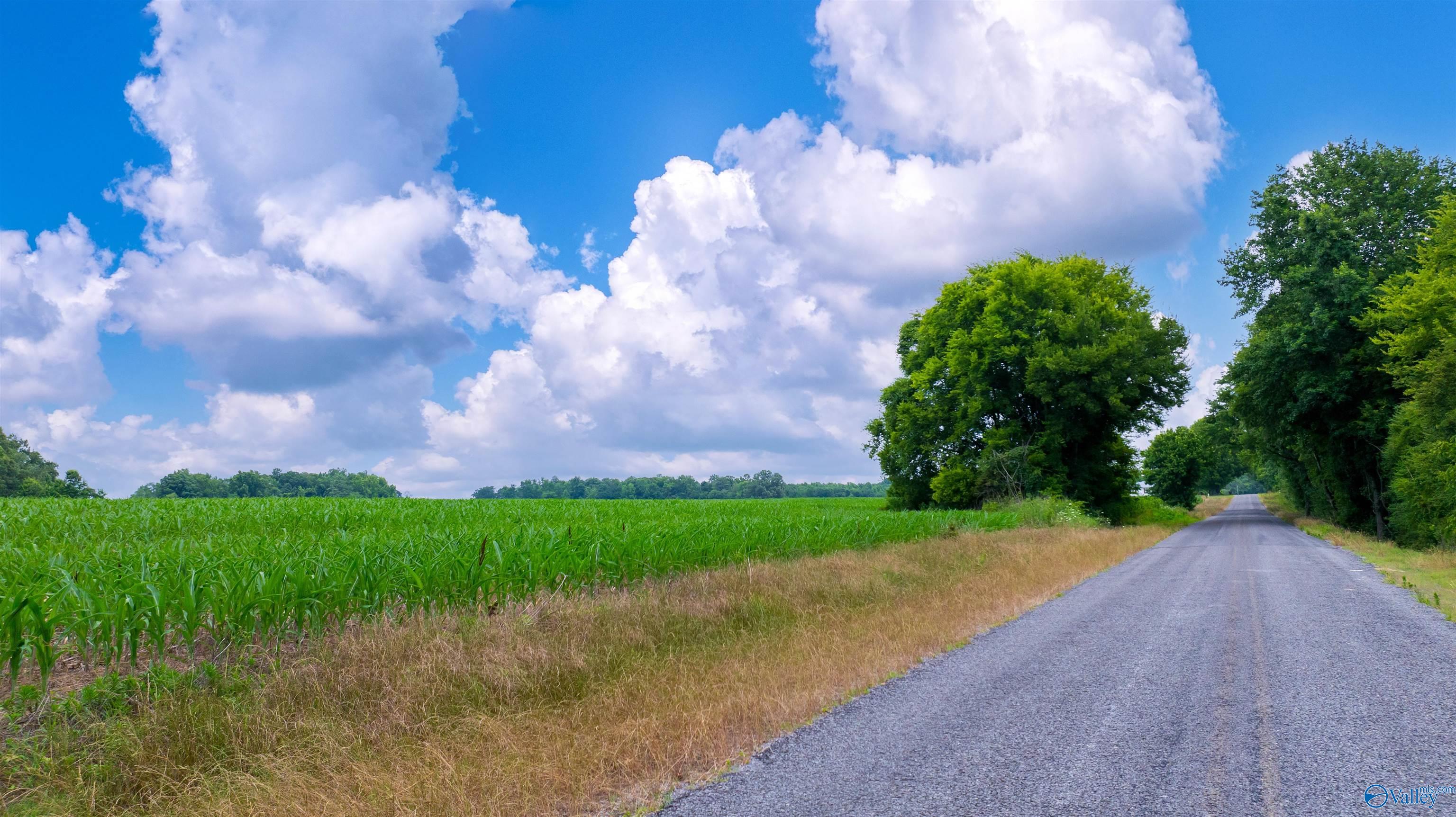 71 ACRES County Road 62, Section, Alabama image 7