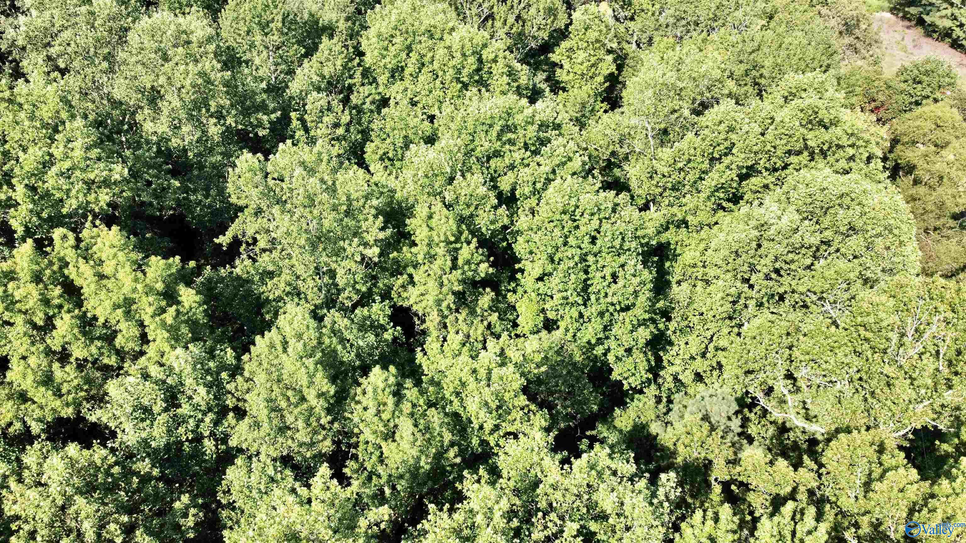2.93 Acres Highway 231, Arab, Alabama image 19