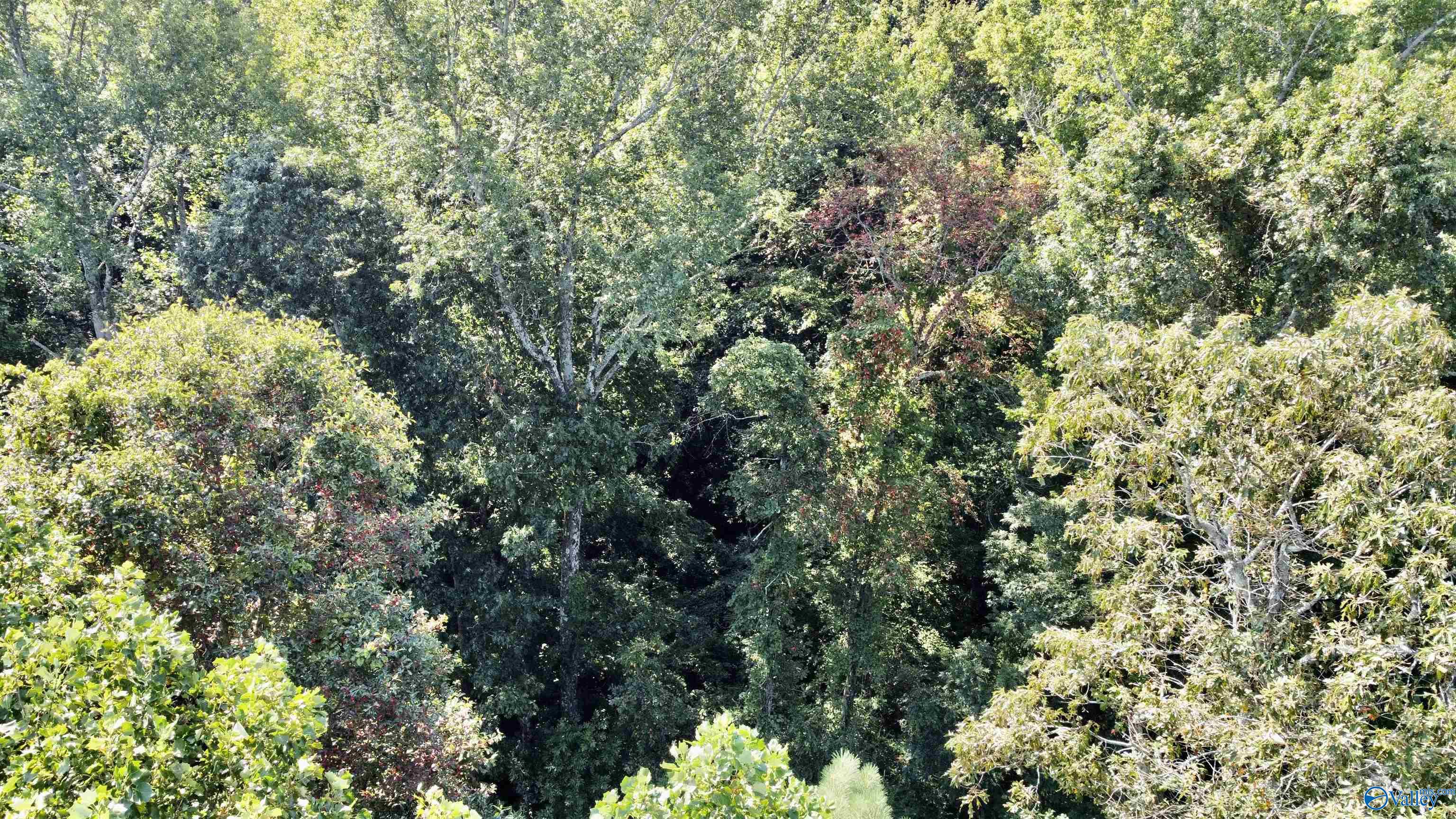 2.93 Acres Highway 231, Arab, Alabama image 18