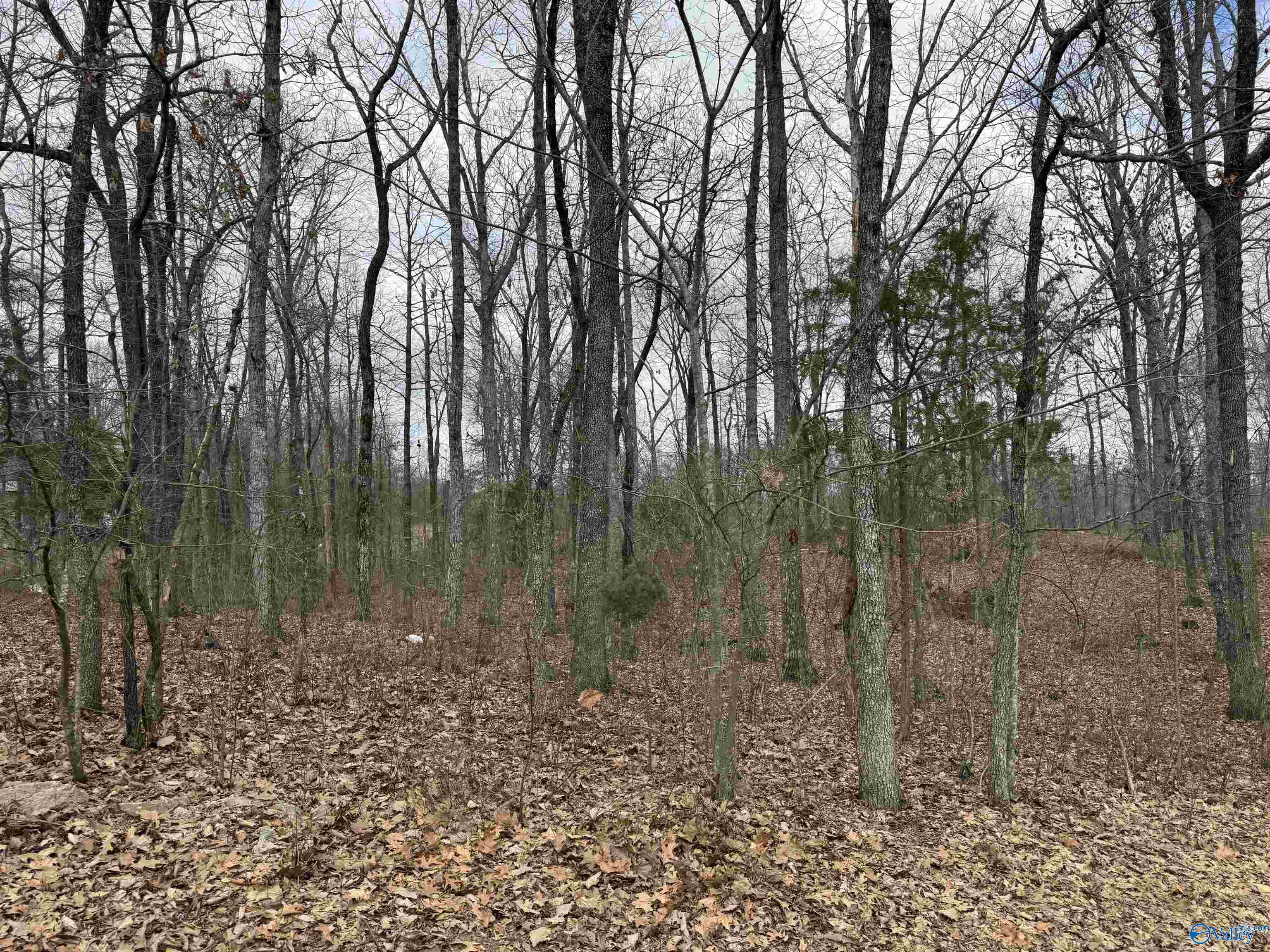 53 County Road 757, Scottsboro, Alabama image 7