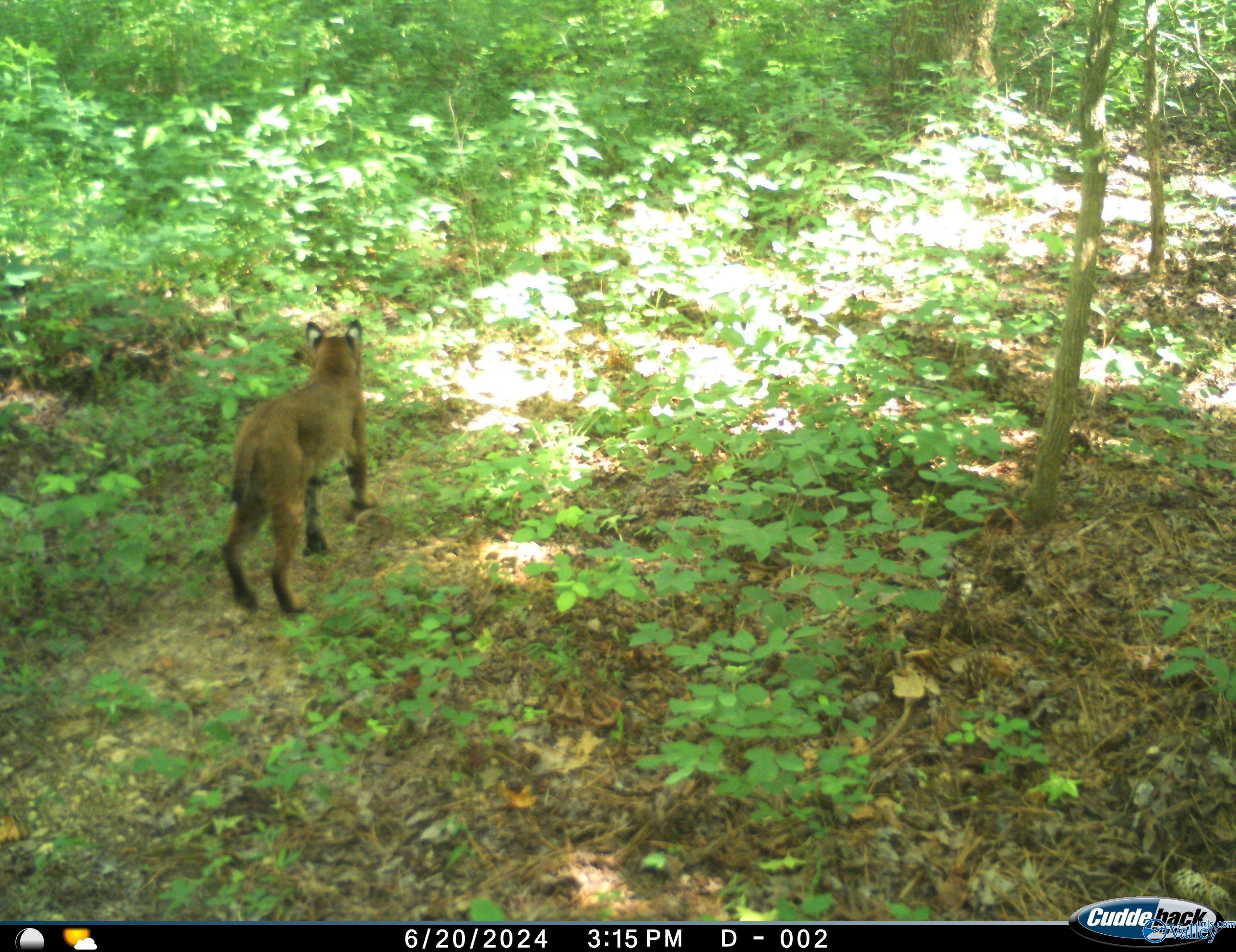 200 Ac County Road 81, Flat Rock, Alabama image 34