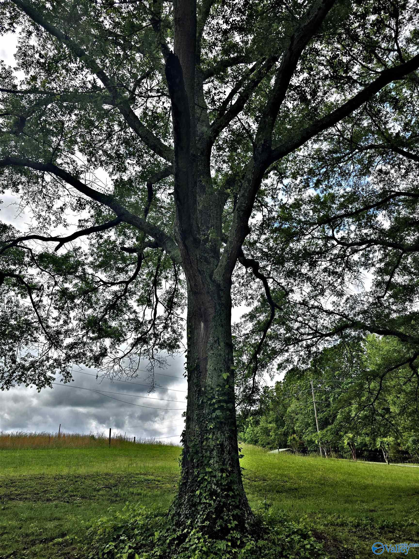 118 Saint Drive, Laceys Spring, Alabama image 21