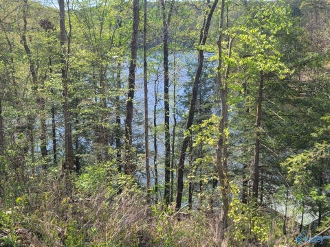 Vacant Land For Sale - 458 County Road 4036<br/> Arley, AL 35541