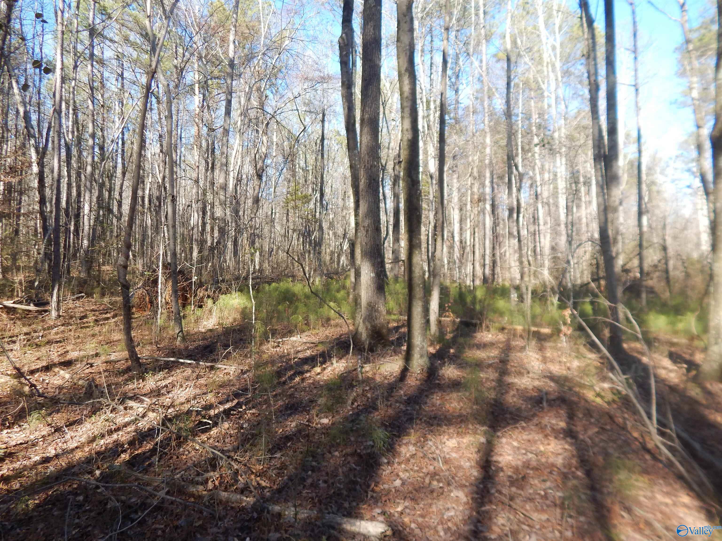 16.3 Acres Off U S Highway 278, Altoona, Alabama image 23