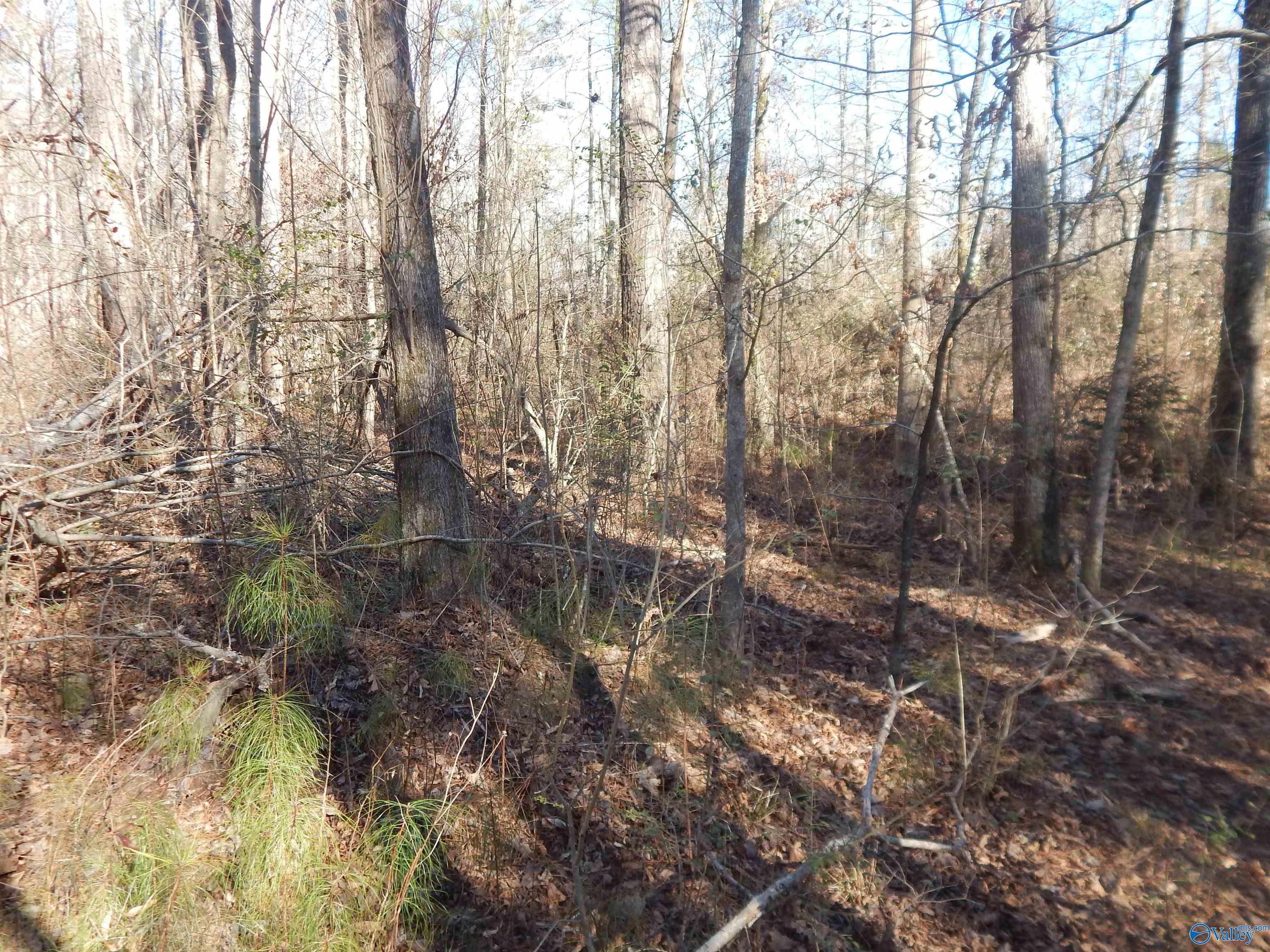 16.3 Acres Off U S Highway 278, Altoona, Alabama image 20