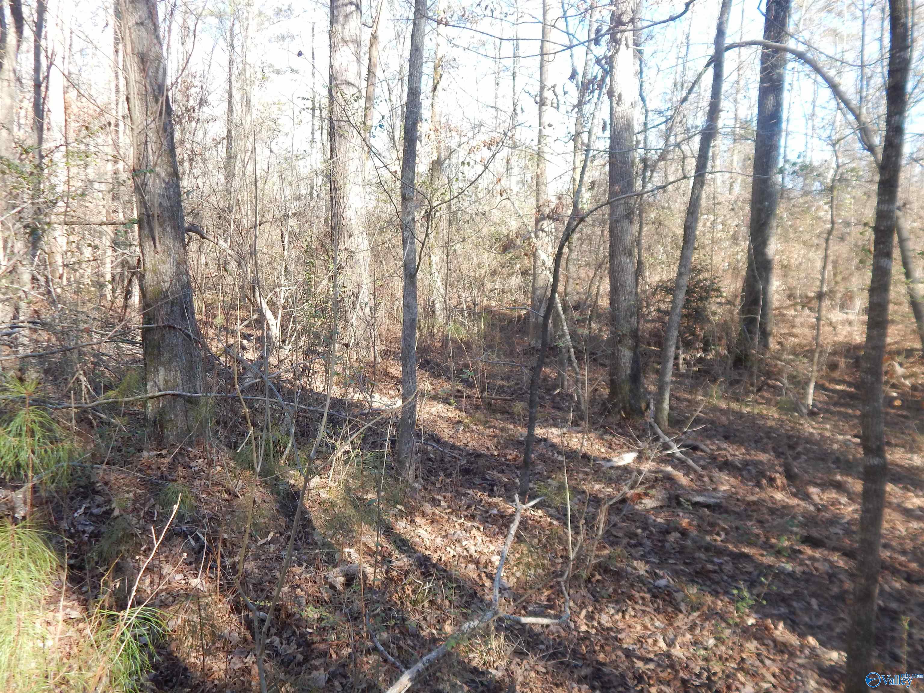 16.3 Acres Off U S Highway 278, Altoona, Alabama image 21