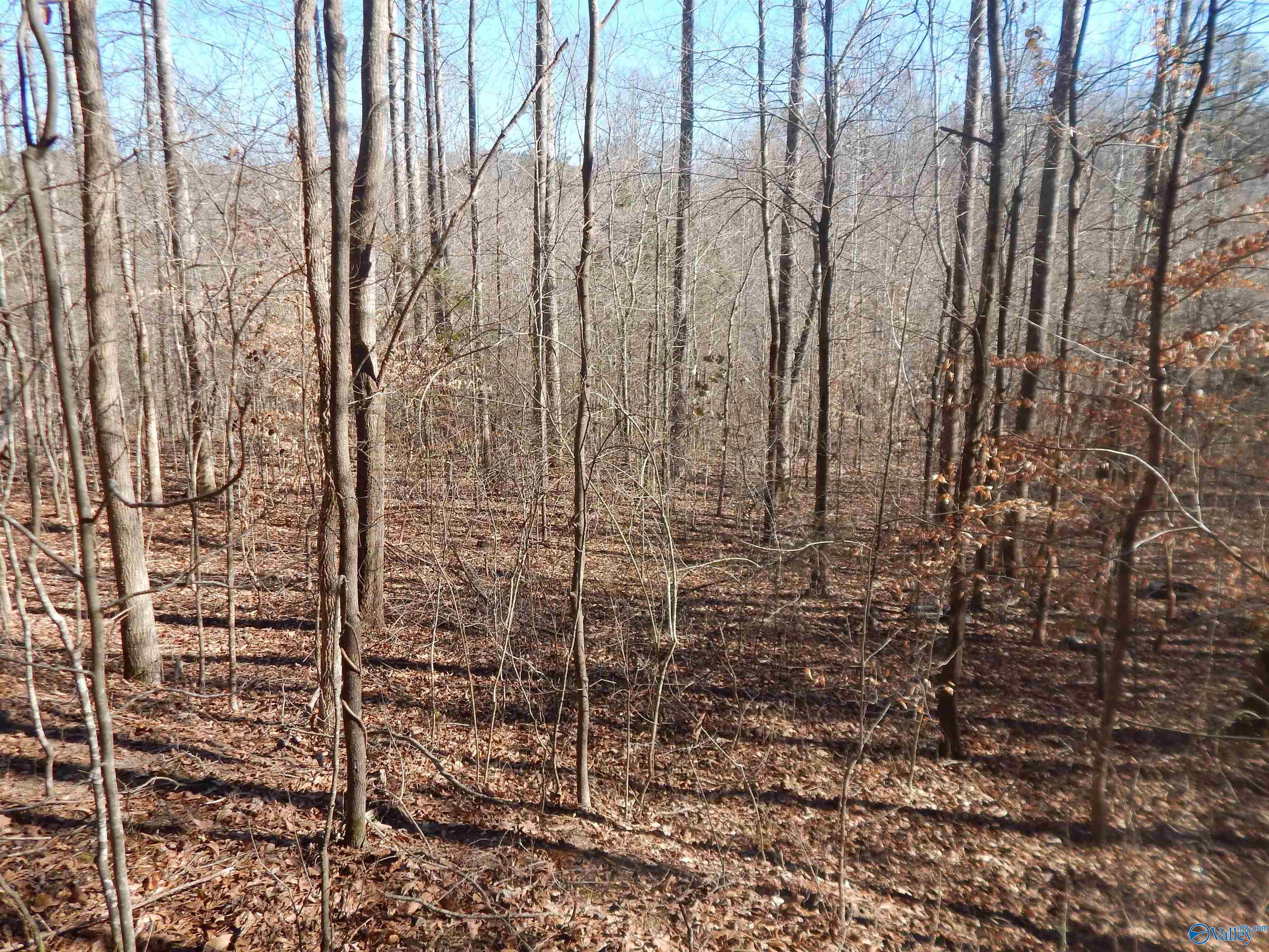 16.3 Acres Off U S Highway 278, Altoona, Alabama image 8