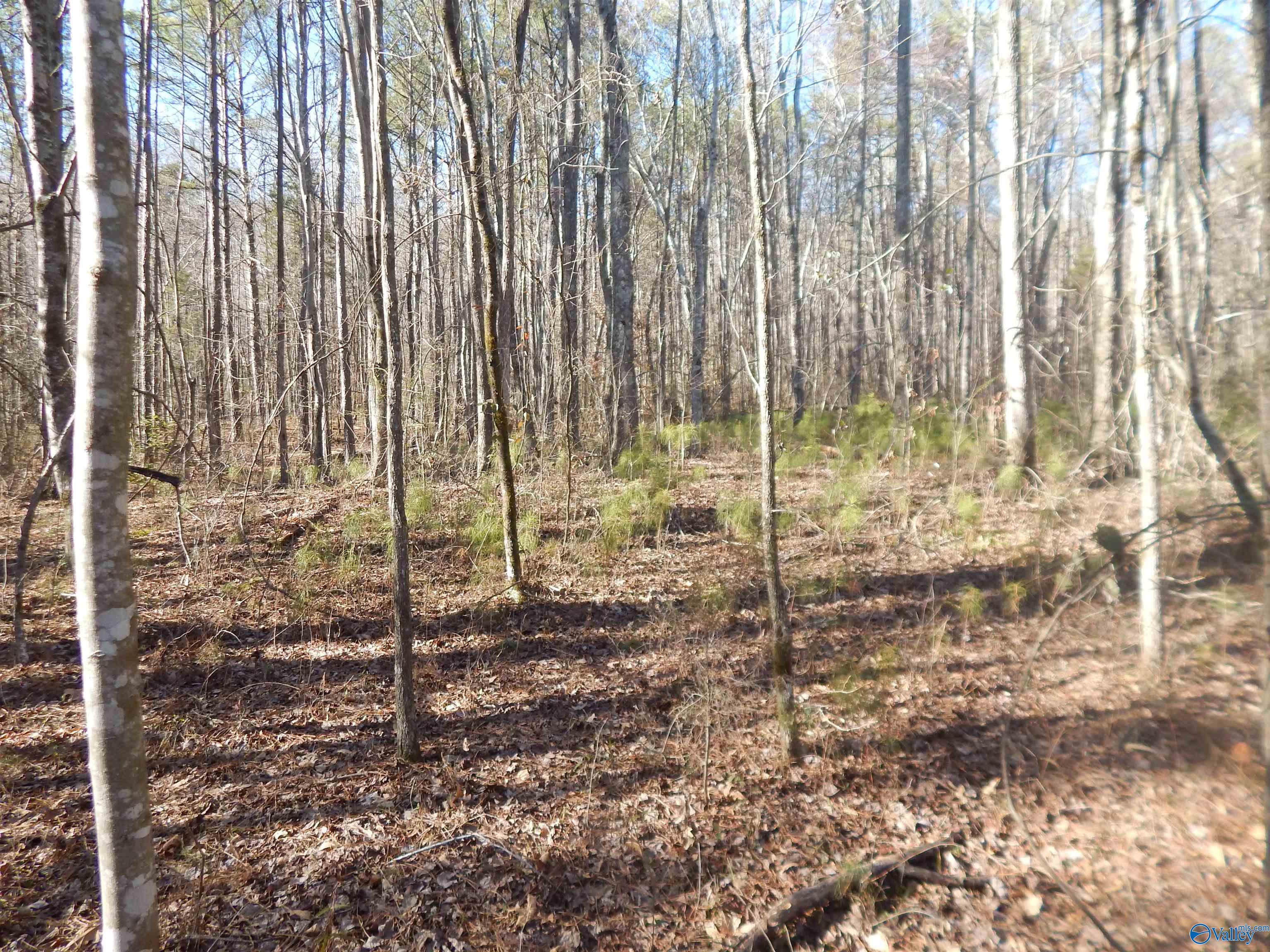 16.3 Acres Off U S Highway 278, Altoona, Alabama image 22