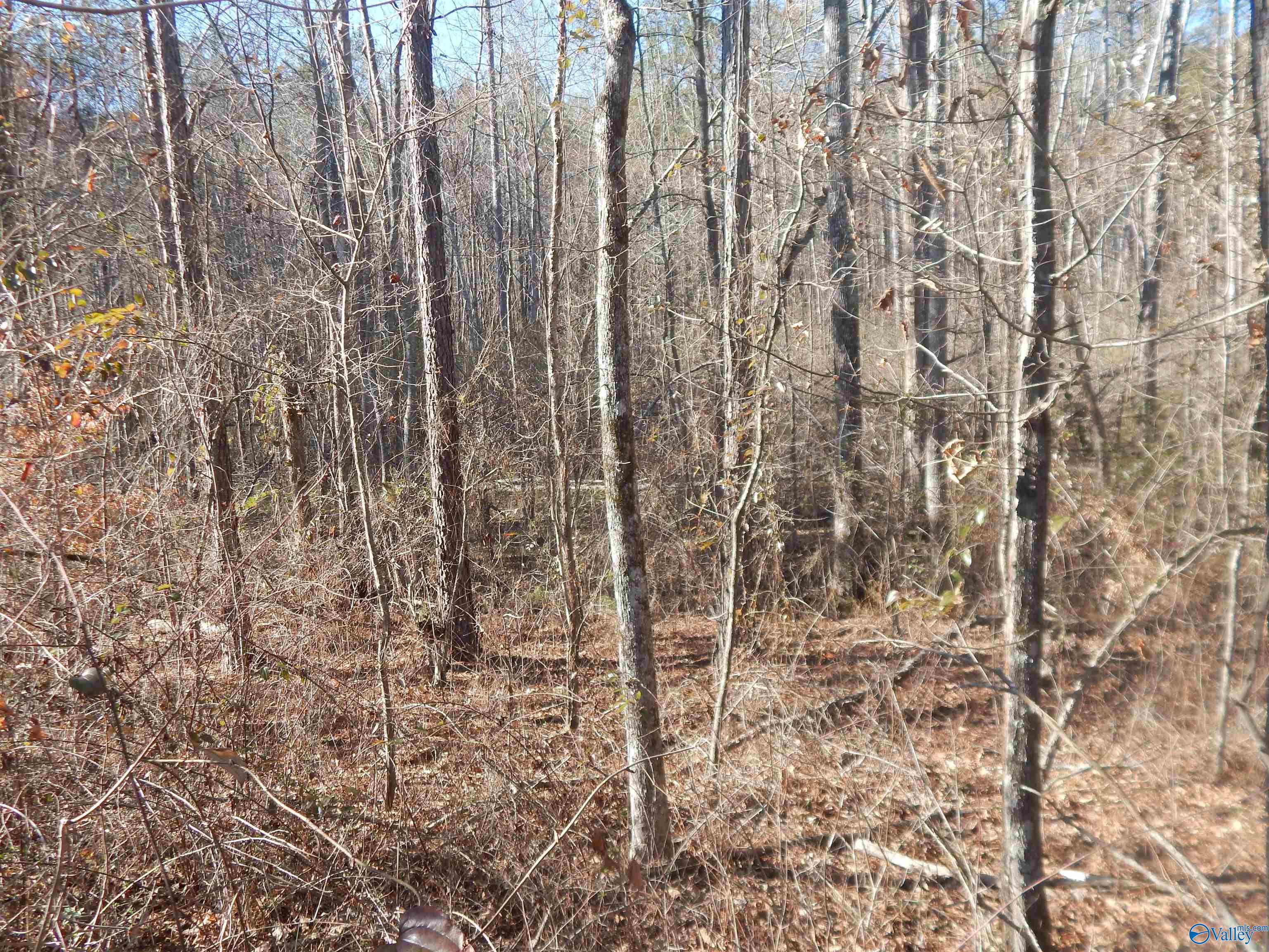 16.3 Acres Off U S Highway 278, Altoona, Alabama image 19