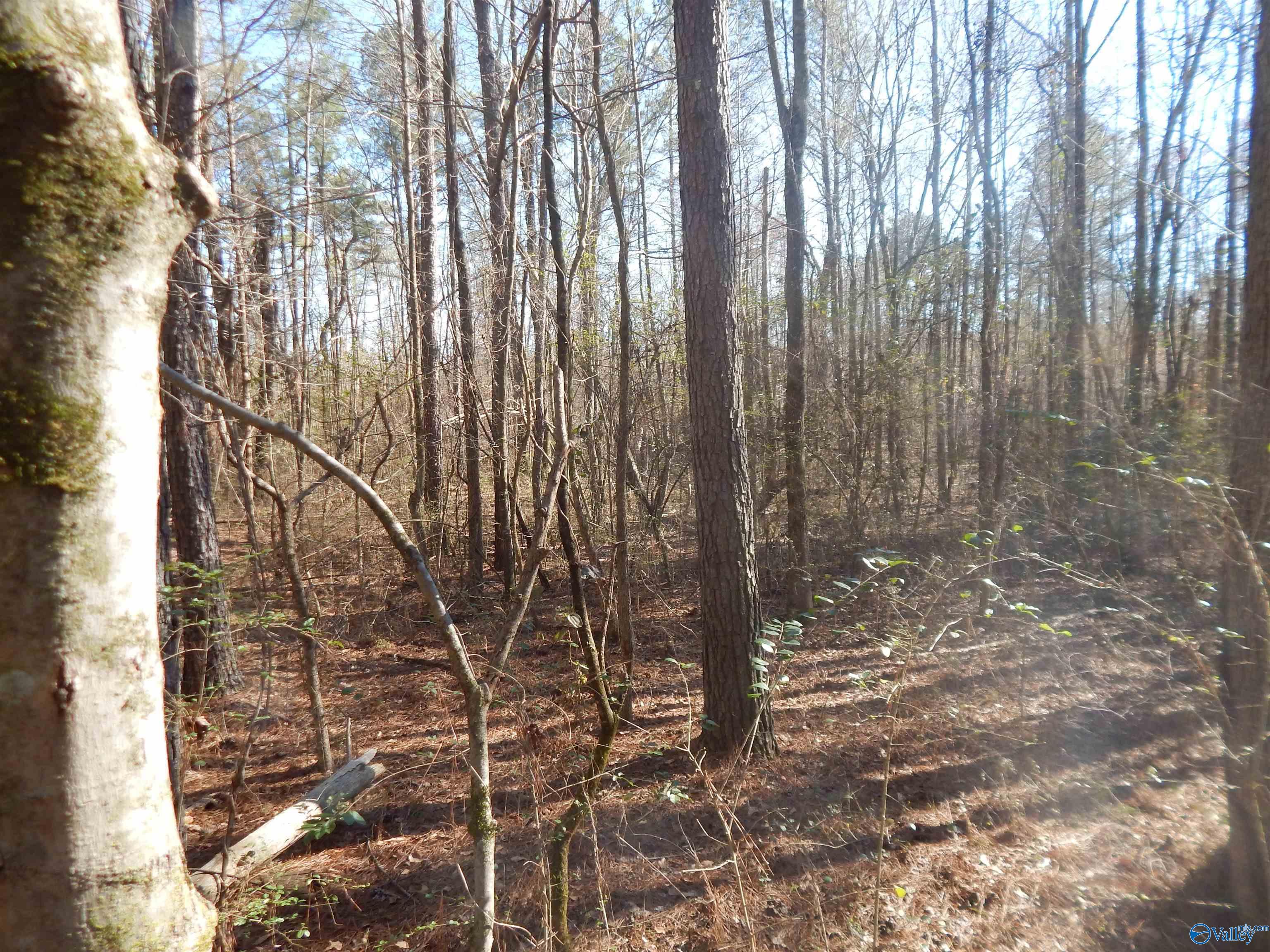 16.3 Acres Off U S Highway 278, Altoona, Alabama image 24