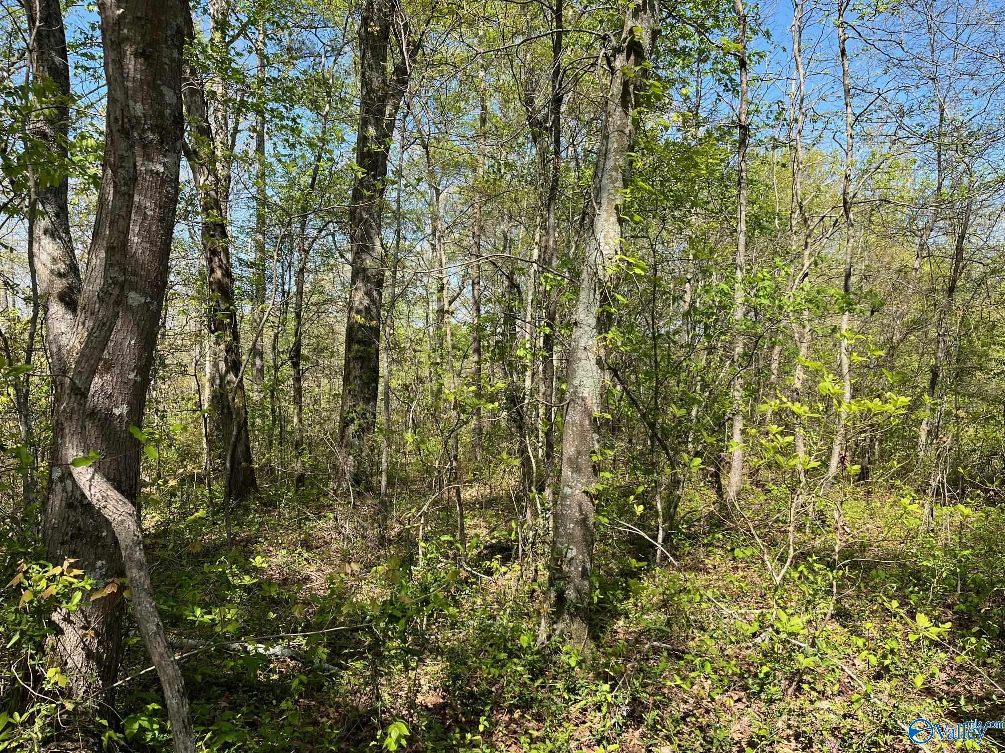 25 ACRES Wolf Creek Road, Albertville, Alabama image 4