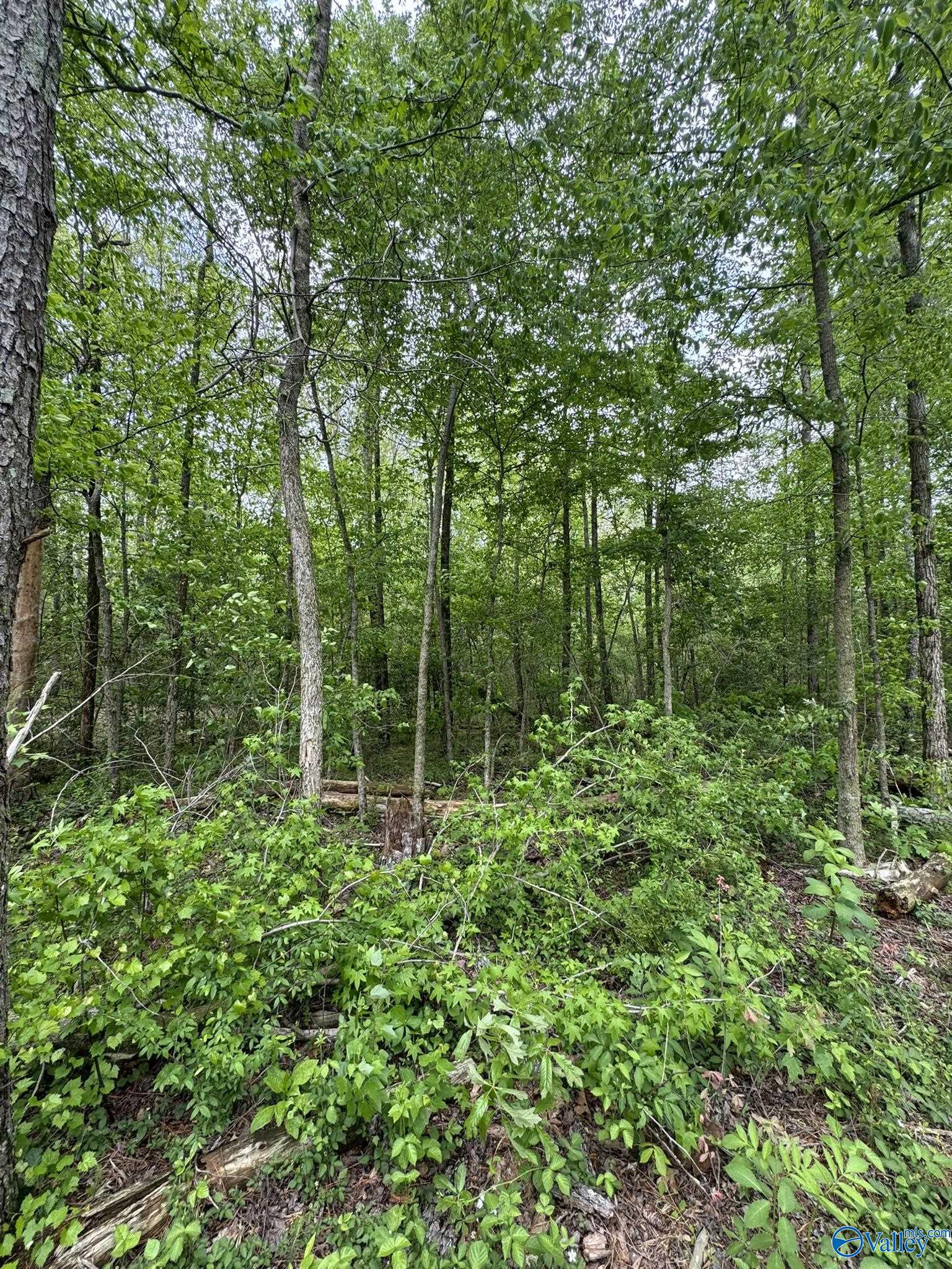 6.6 Acres Valder Johnson Road, Albertville, Alabama image 13