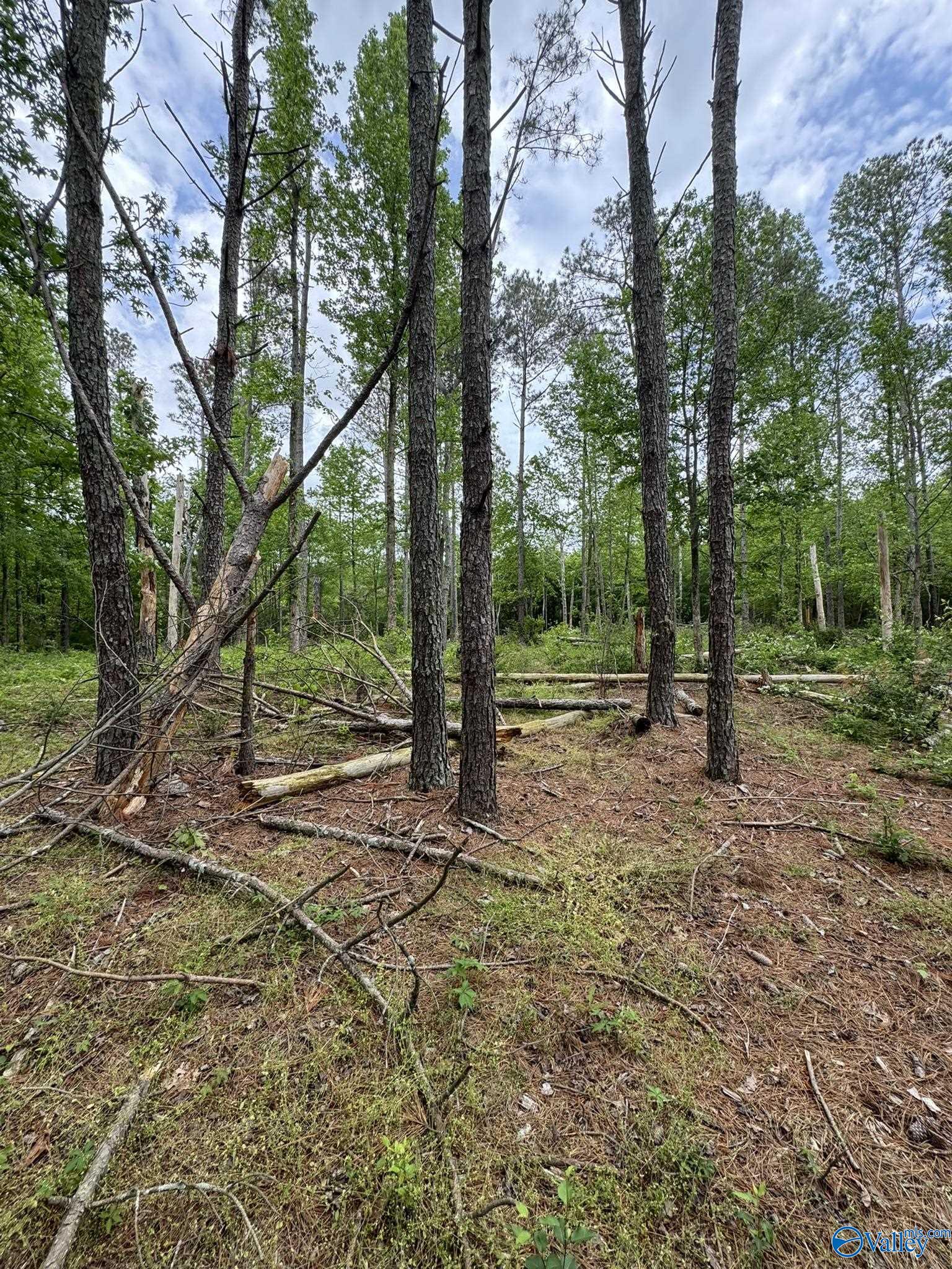 6.6 Acres Valder Johnson Road, Albertville, Alabama image 18
