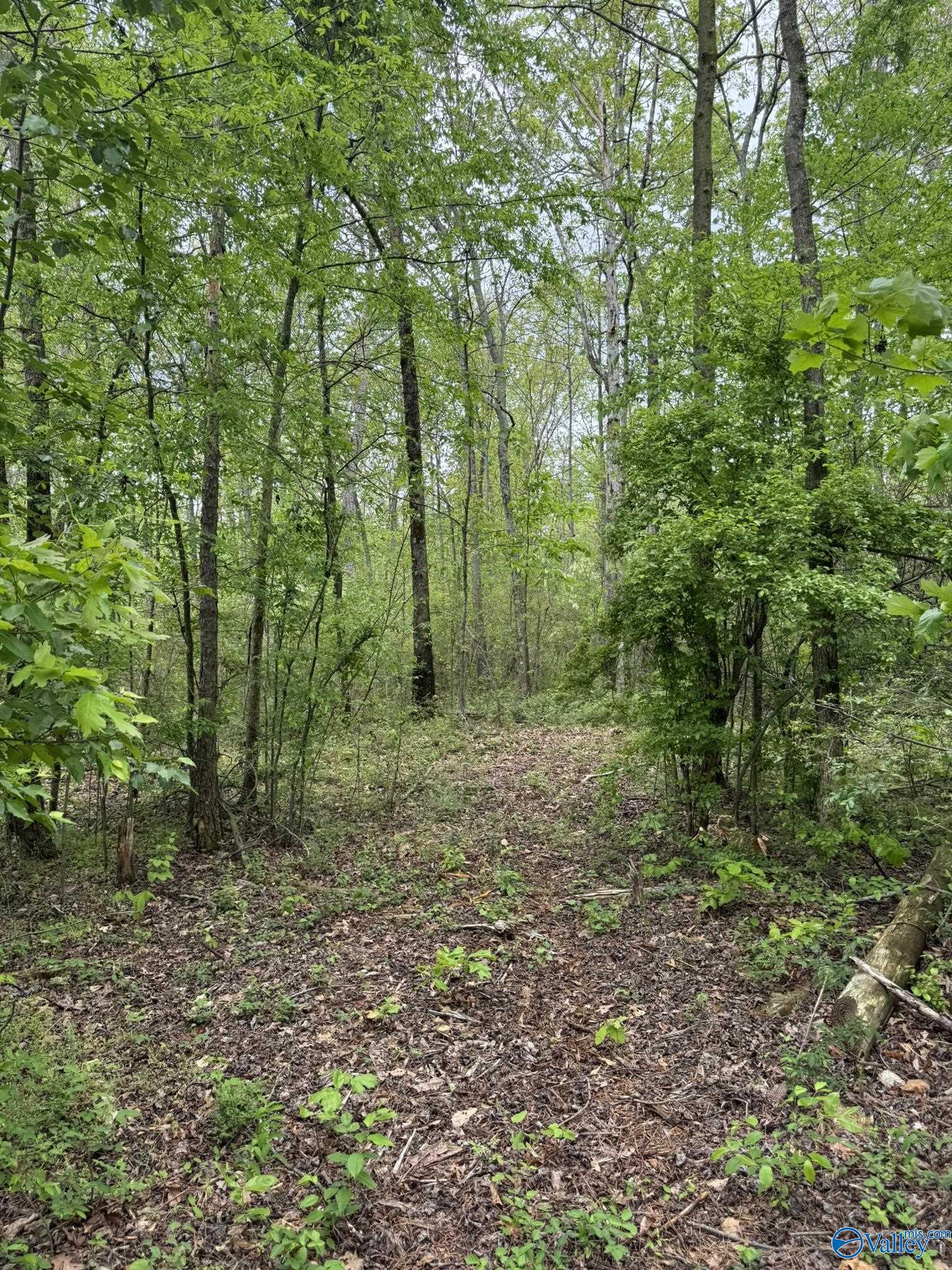 6.6 Acres Valder Johnson Road, Albertville, Alabama image 14