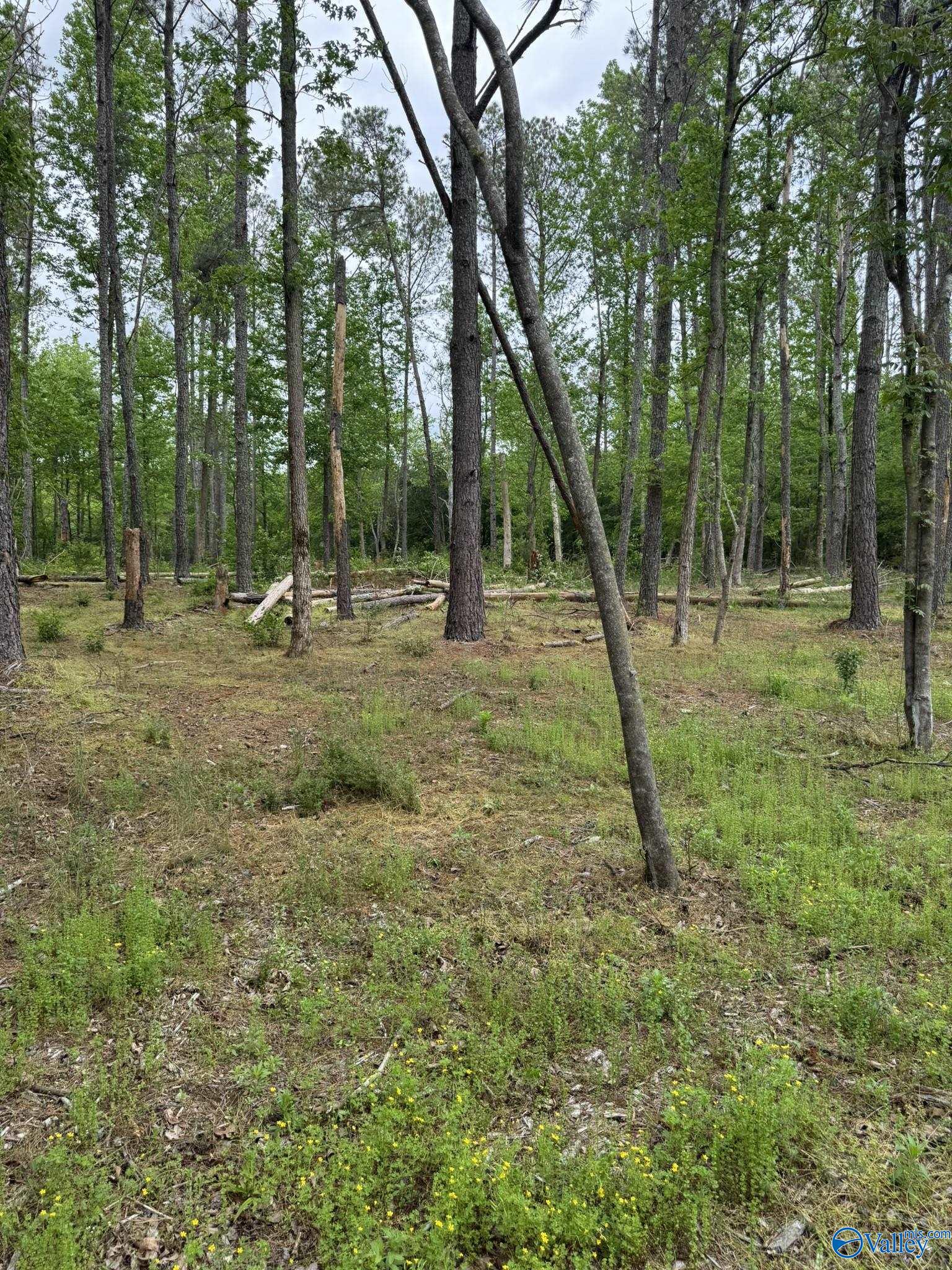 6.6 Acres Valder Johnson Road, Albertville, Alabama image 21