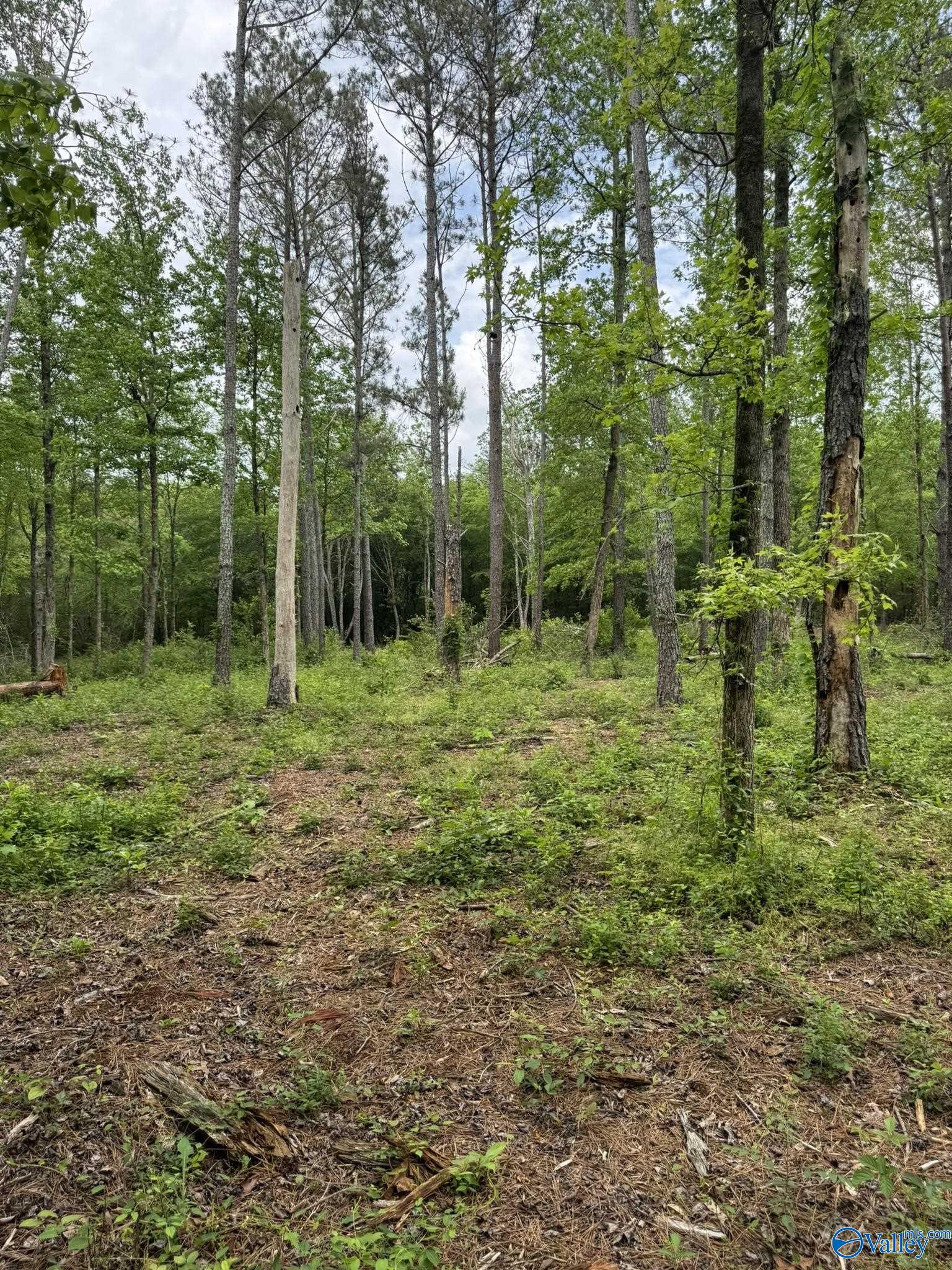 6.6 Acres Valder Johnson Road, Albertville, Alabama image 15