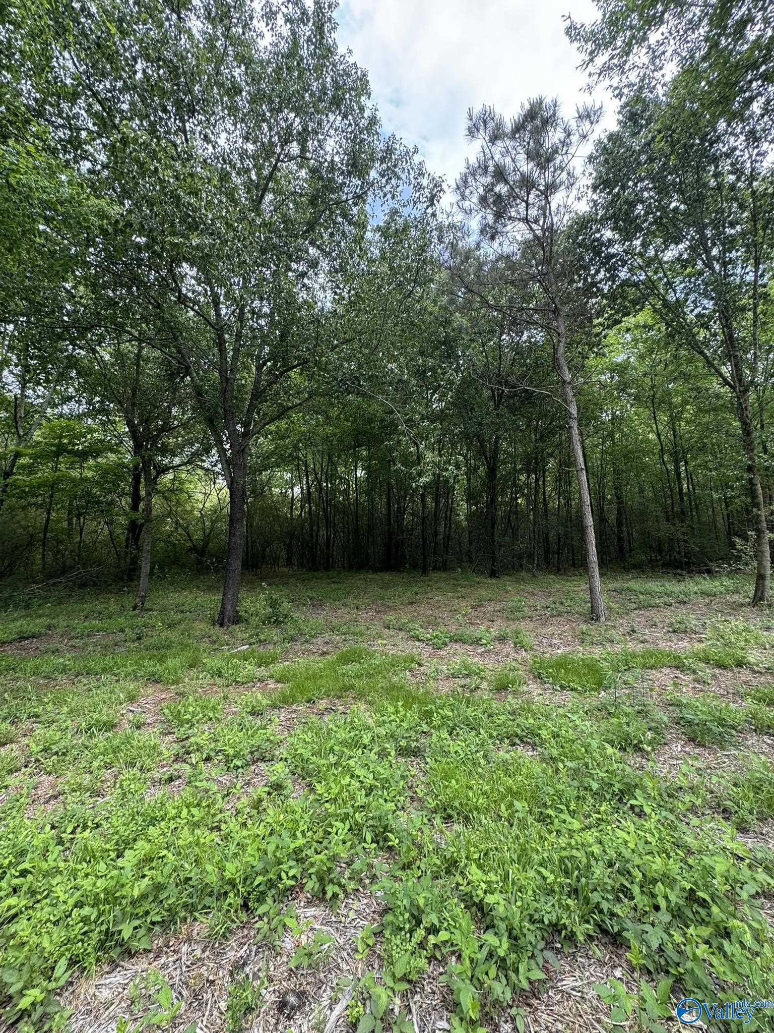 6.6 Acres Valder Johnson Road, Albertville, Alabama image 5