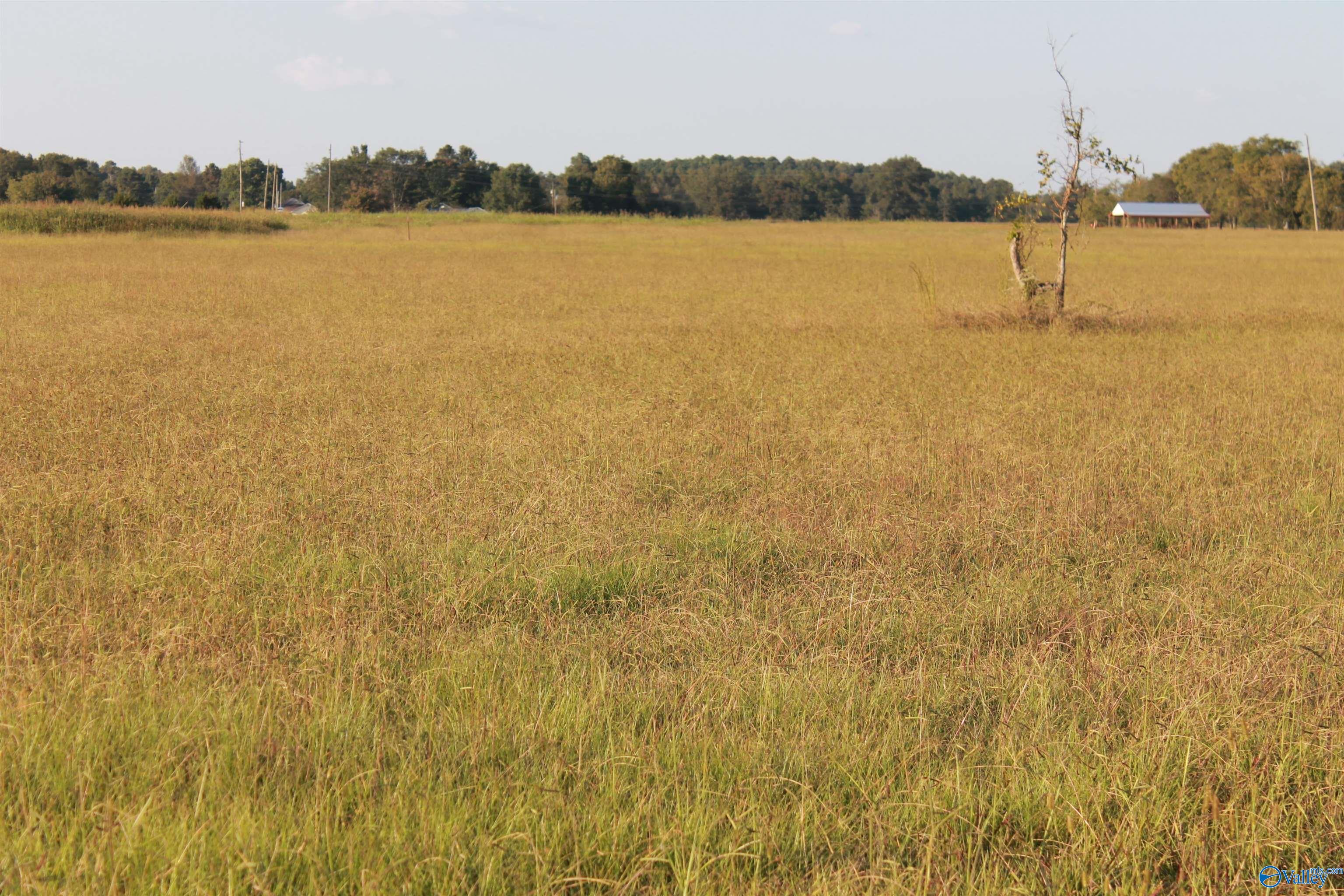 Tract 5 W Highway 55, Falkville, Alabama image 4