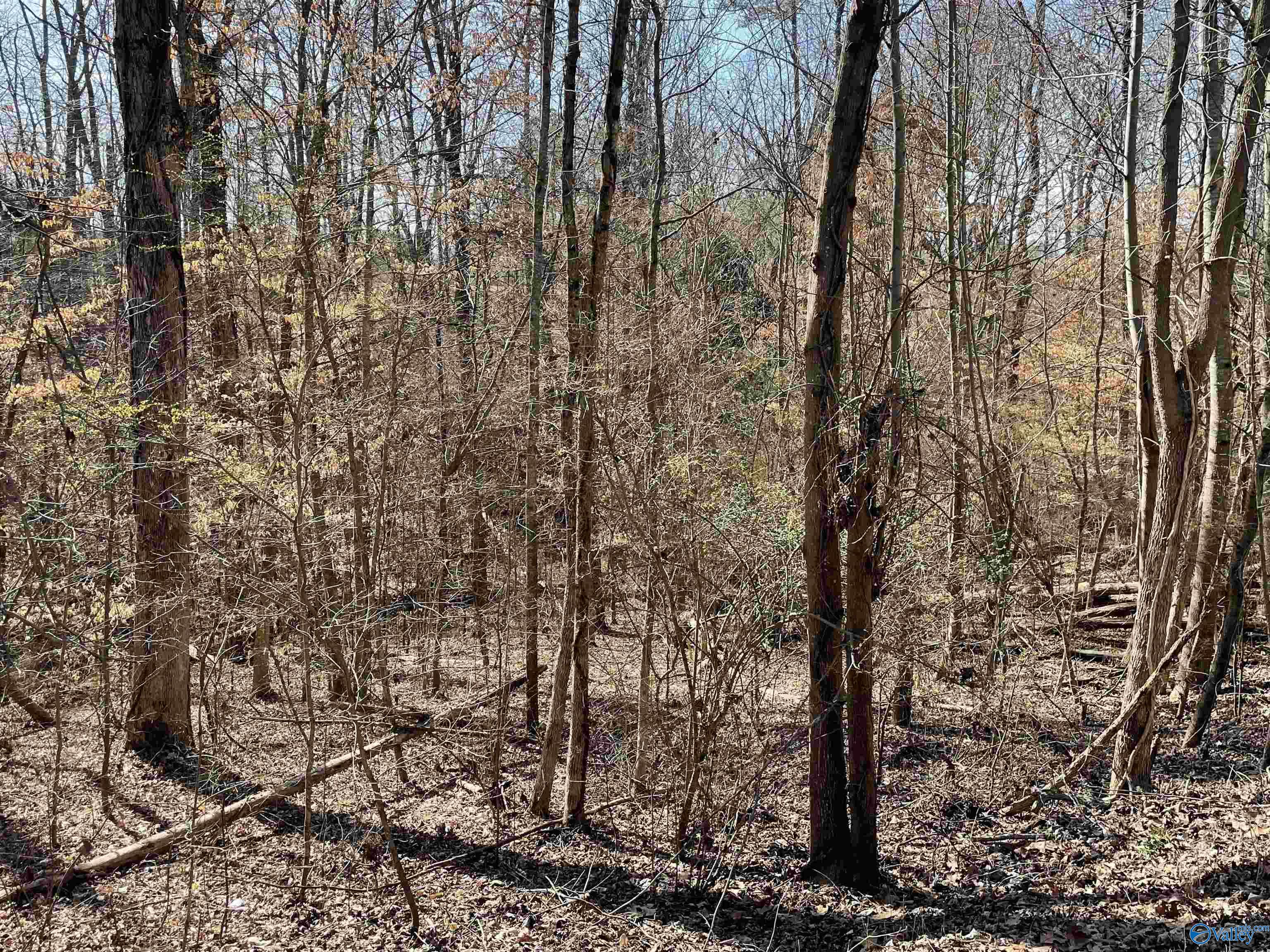 Lot 15 Cardinal Drive, Guntersville, Alabama image 1