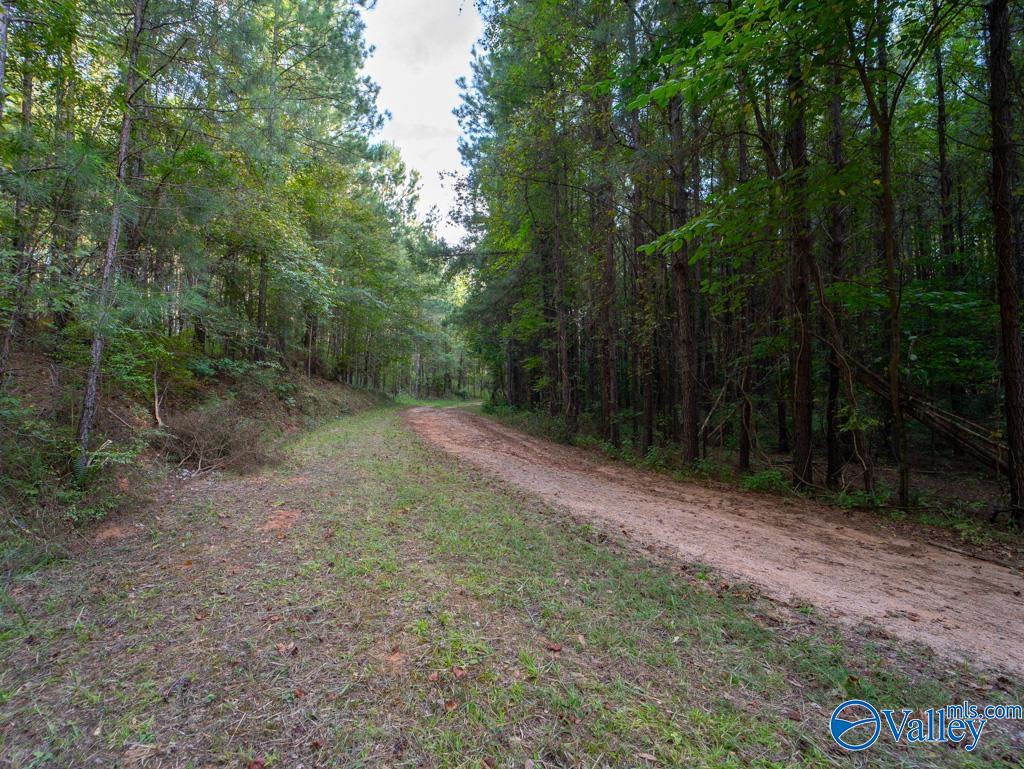 141 Acres Off County Road 22, Rockford, Alabama image 7