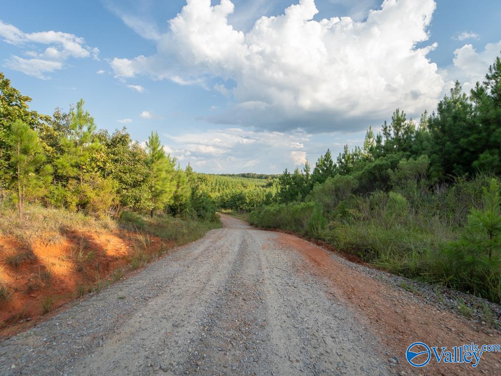 141 Acres Off County Road 22, Rockford, Alabama image 8