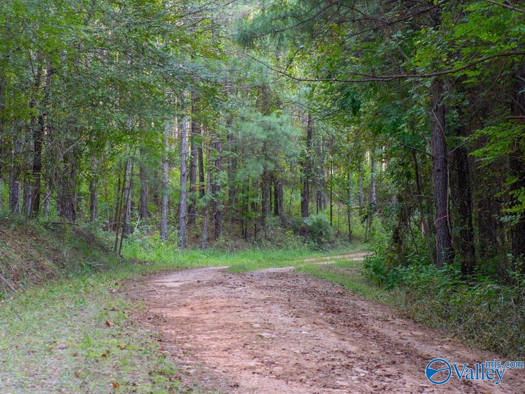 141 Acres Off County Road 22, Rockford, Alabama image 6