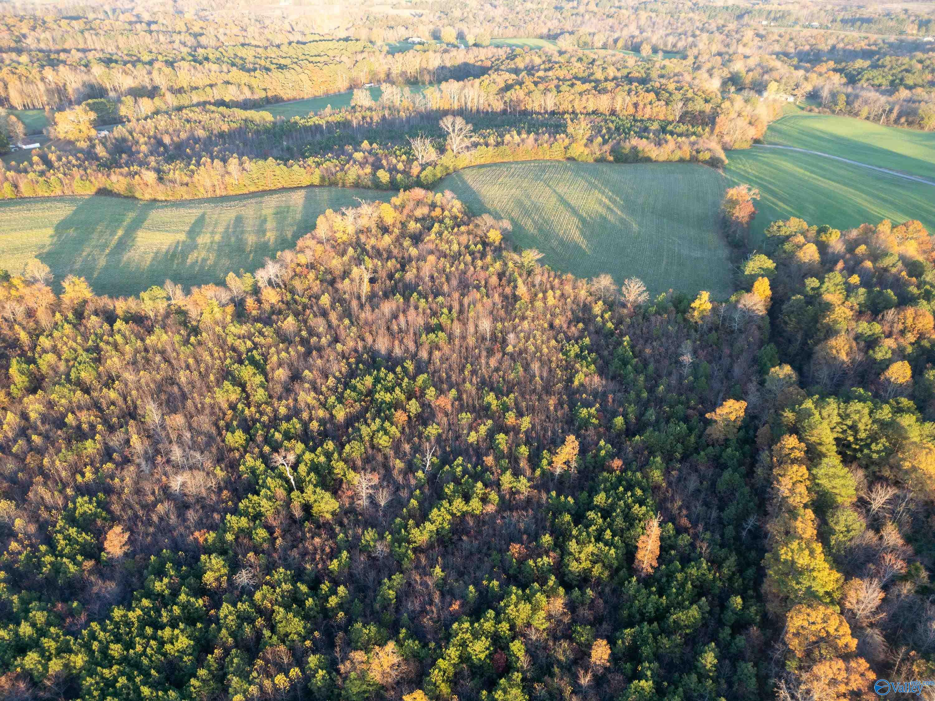 198 Acres County Road 143, Valley Head, Alabama image 20