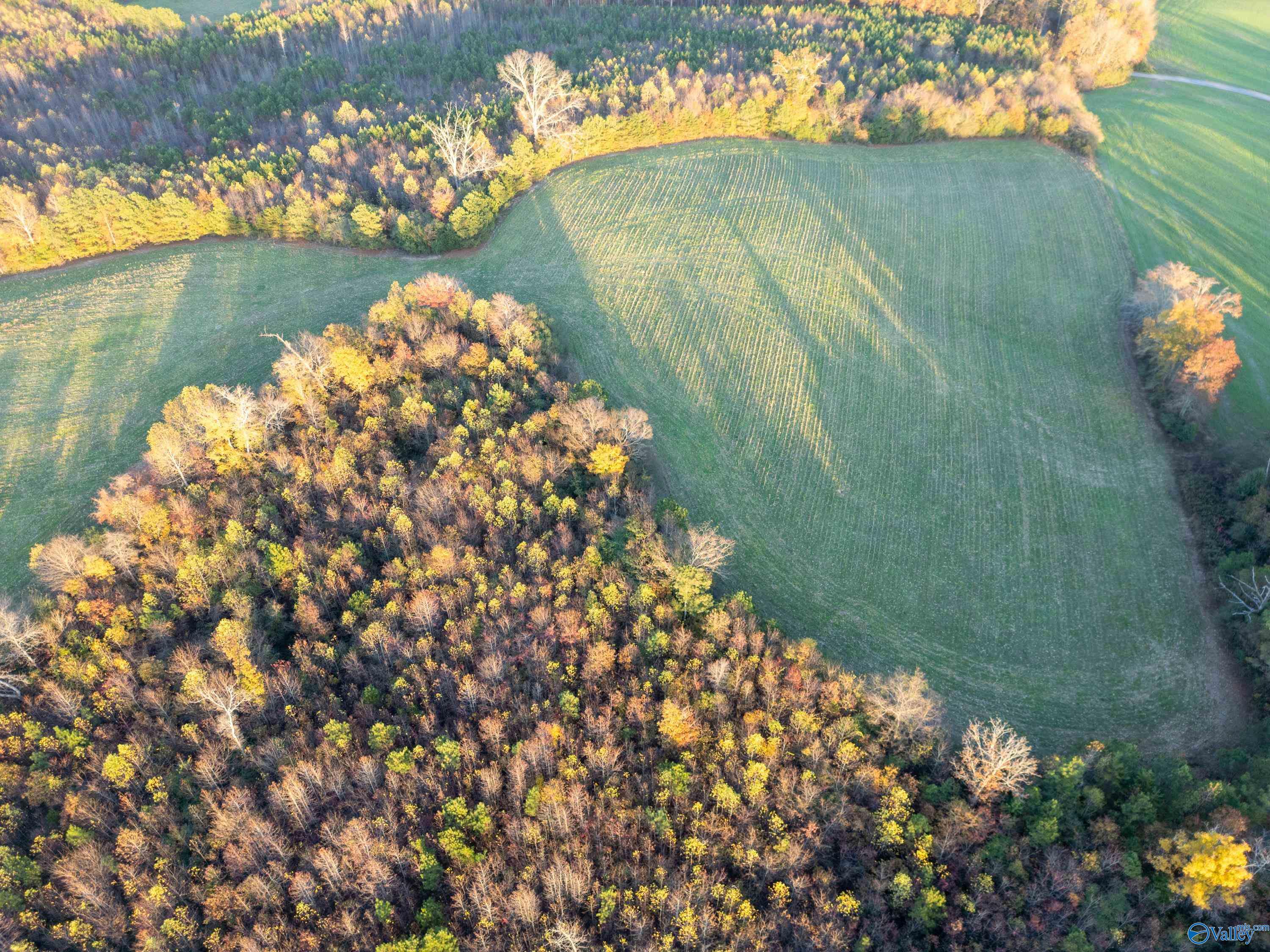 198 Acres County Road 143, Valley Head, Alabama image 21