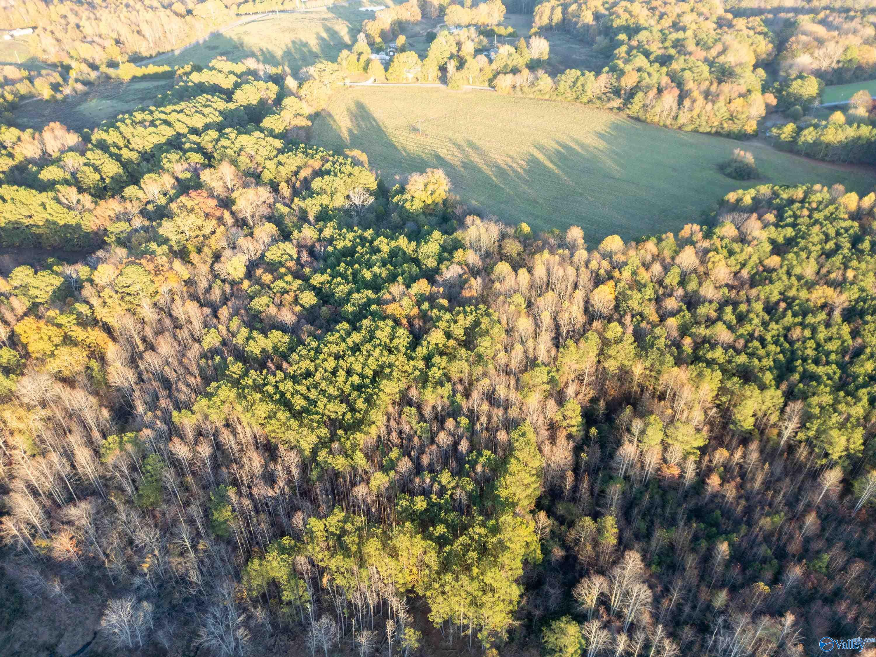 198 Acres County Road 143, Valley Head, Alabama image 7