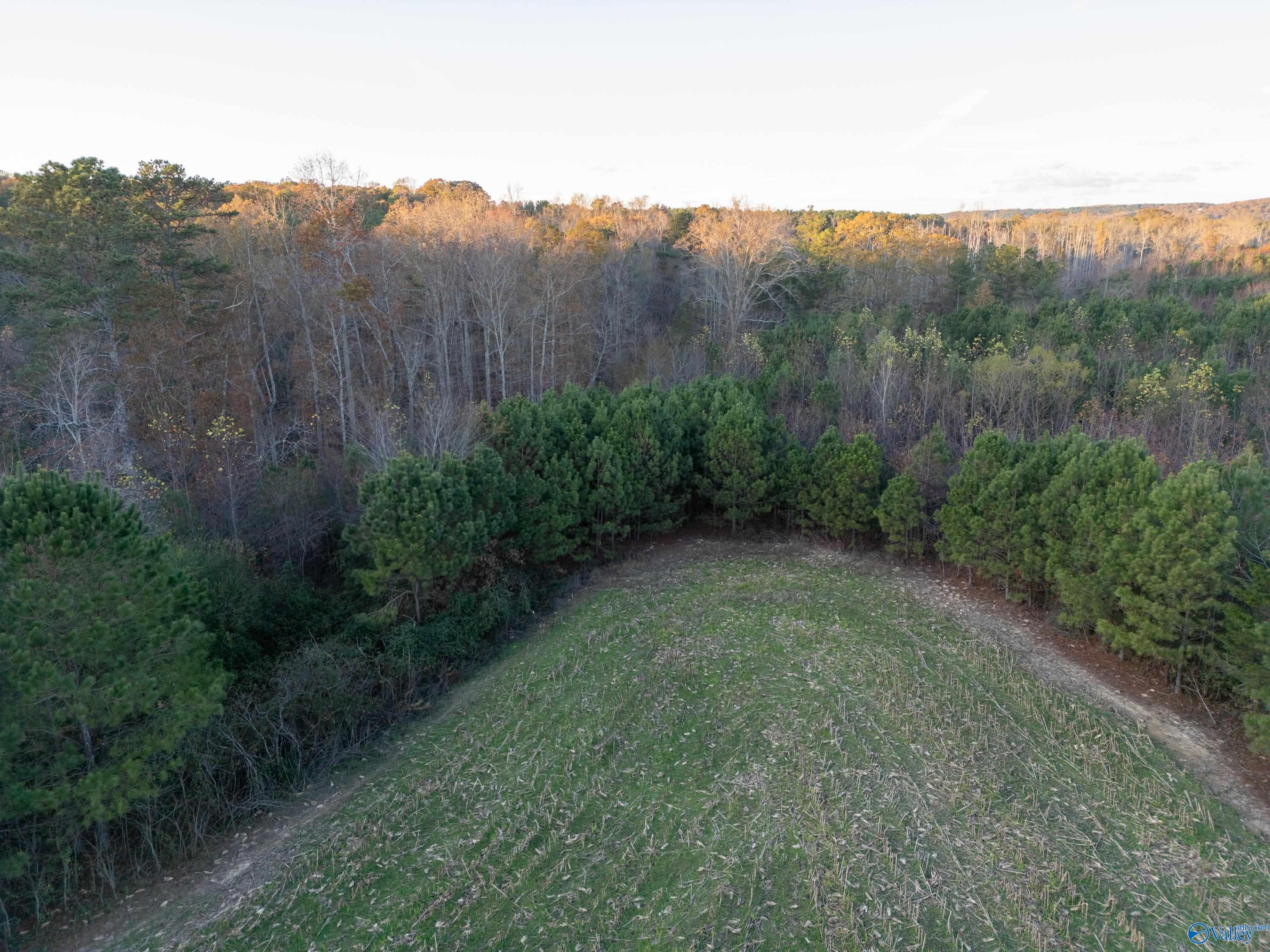 198 Acres County Road 143, Valley Head, Alabama image 25