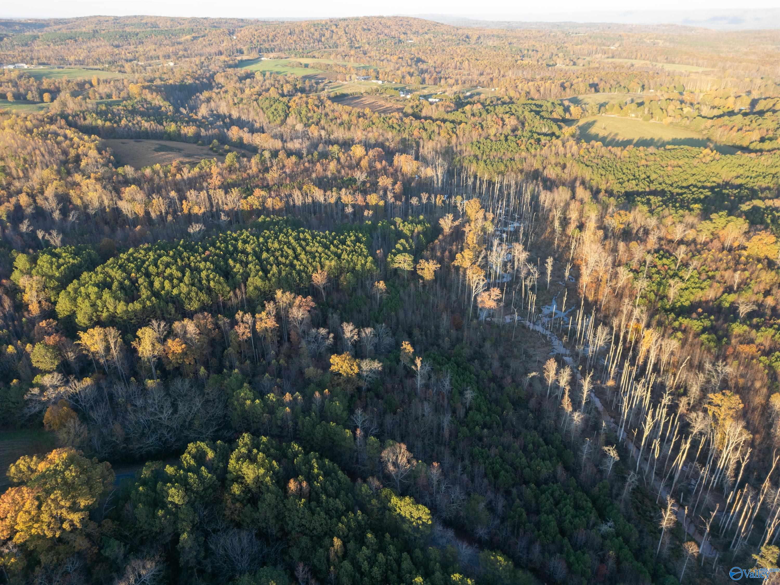 198 Acres County Road 143, Valley Head, Alabama image 5