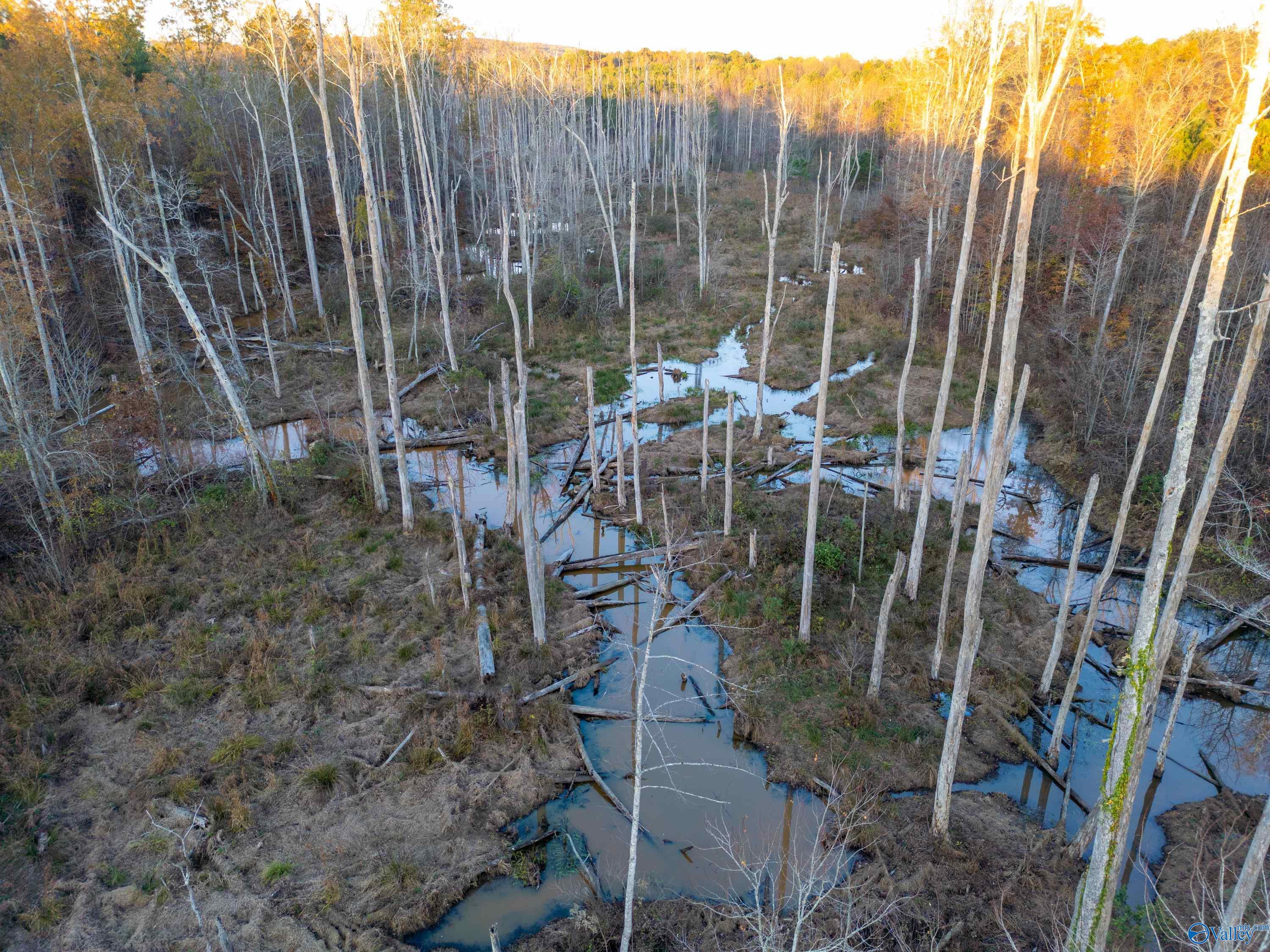 198 Acres County Road 143, Valley Head, Alabama image 28