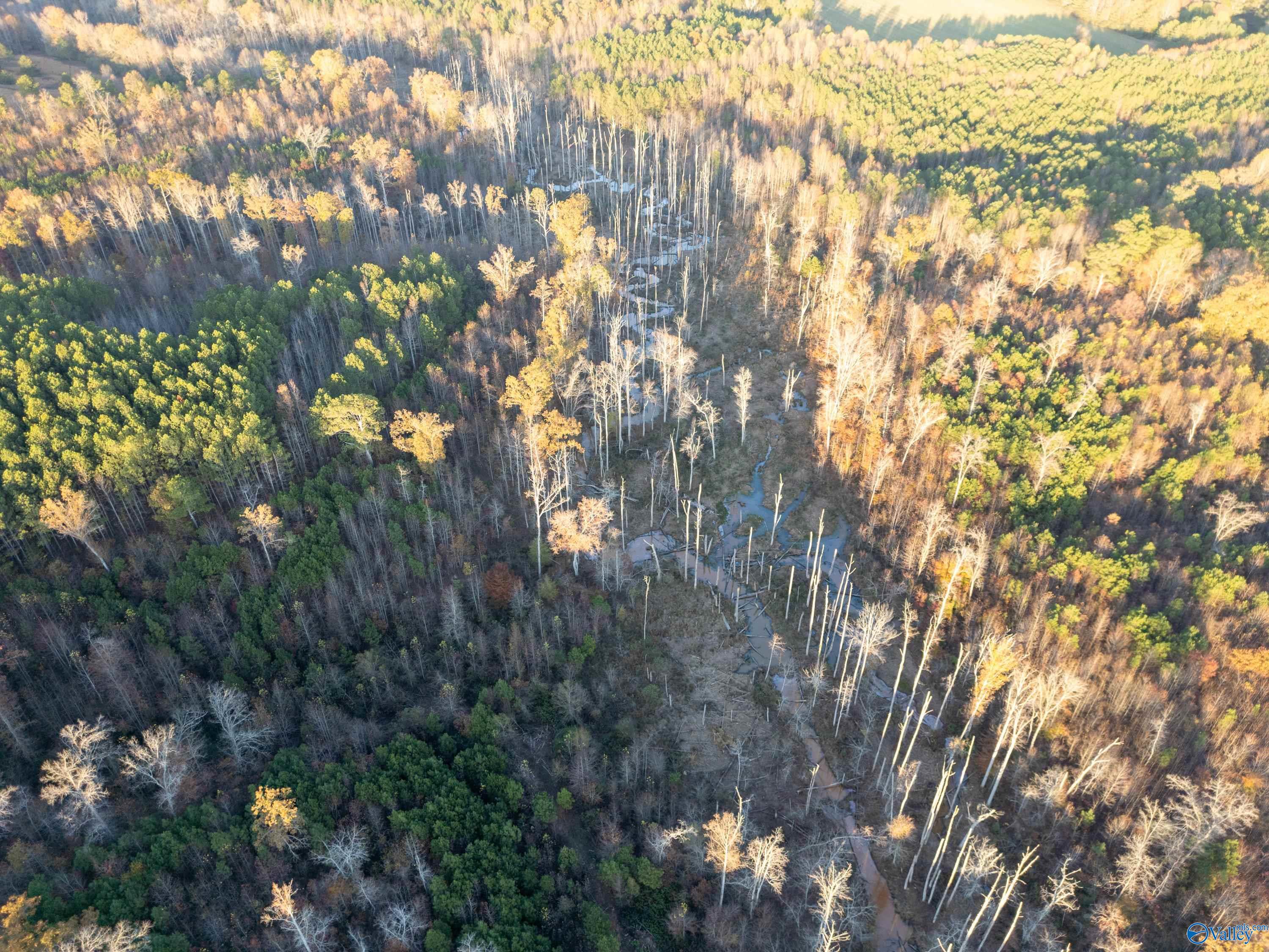 198 Acres County Road 143, Valley Head, Alabama image 6