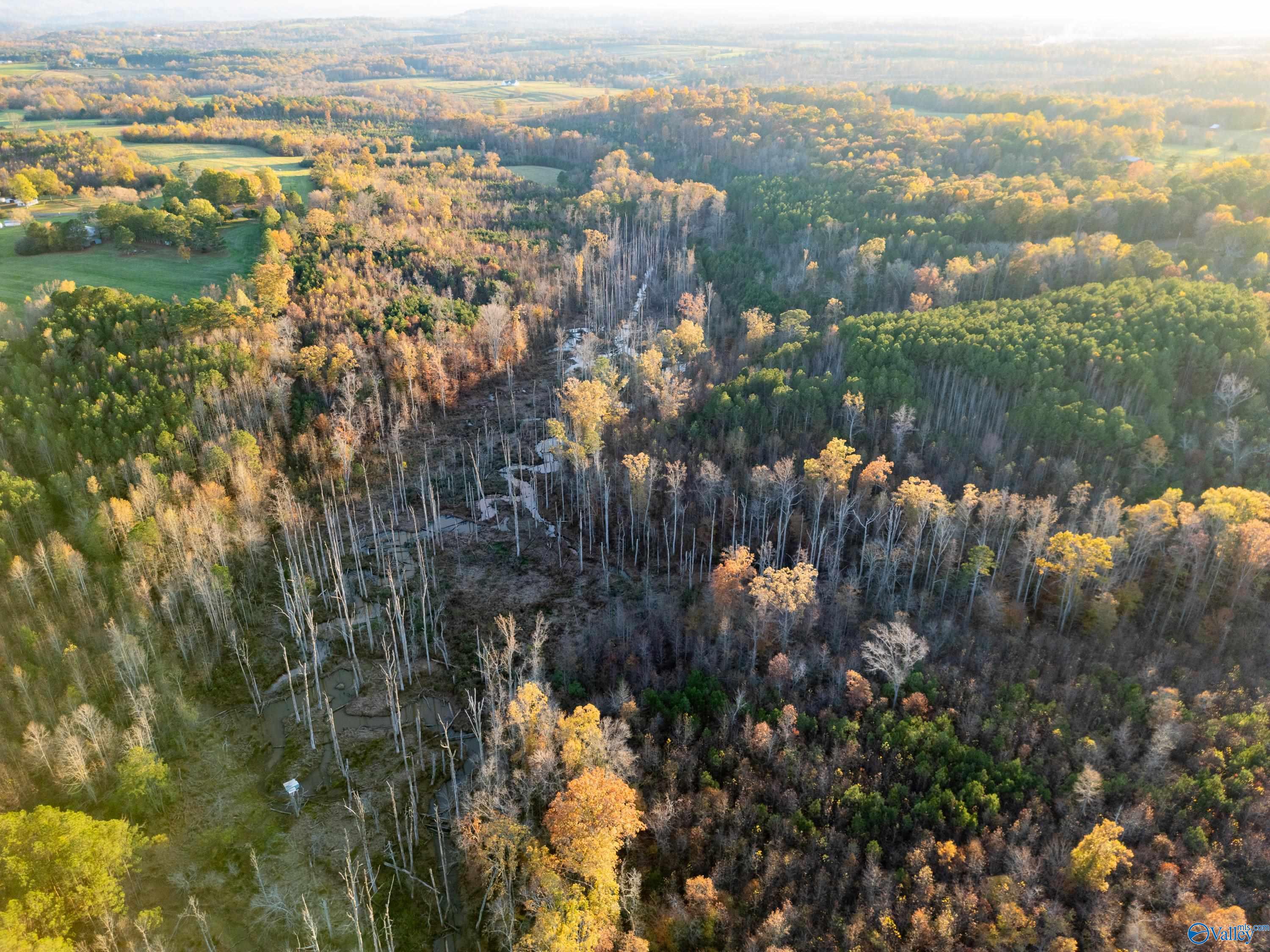 198 Acres County Road 143, Valley Head, Alabama image 9