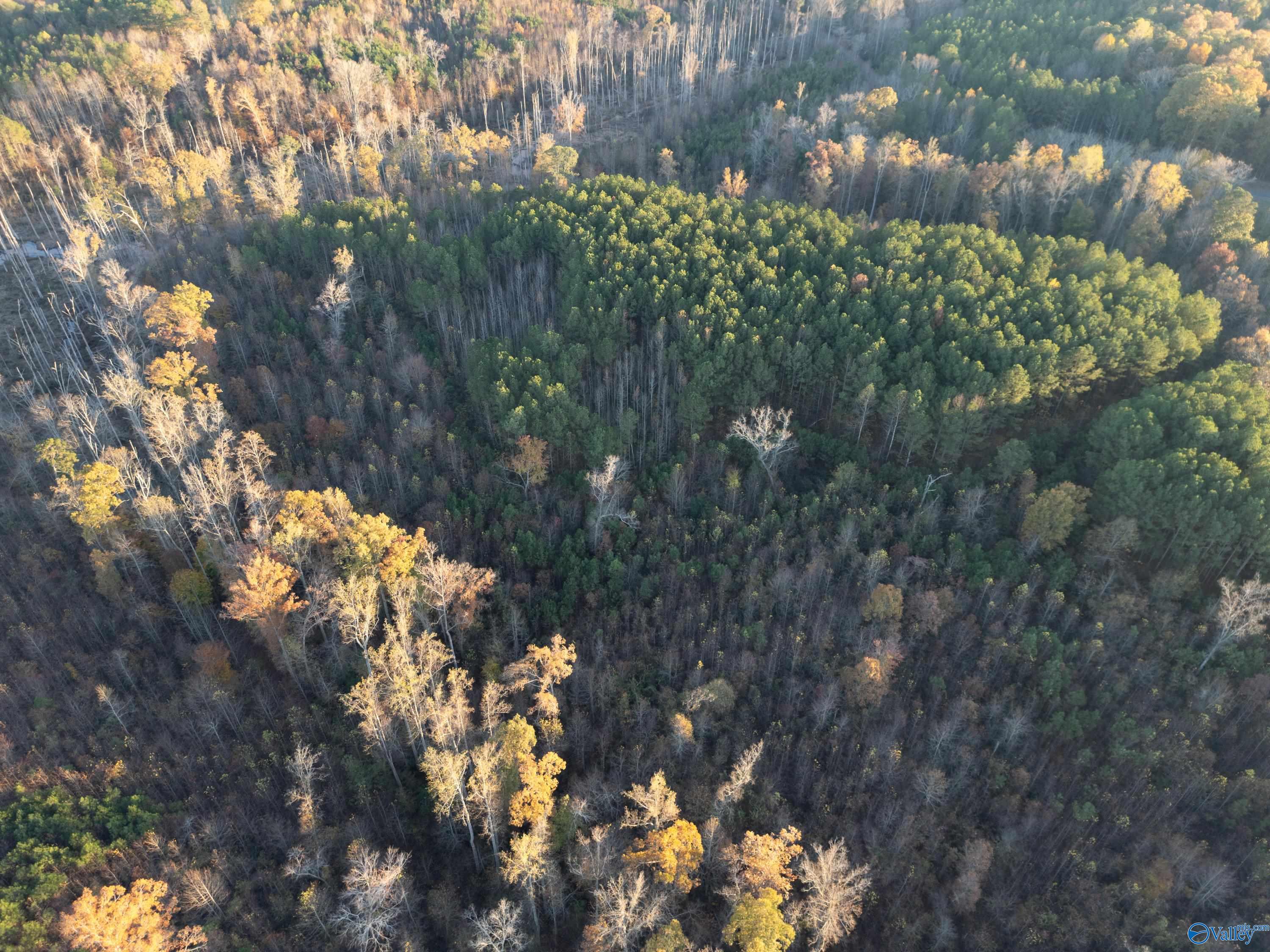 198 Acres County Road 143, Valley Head, Alabama image 11