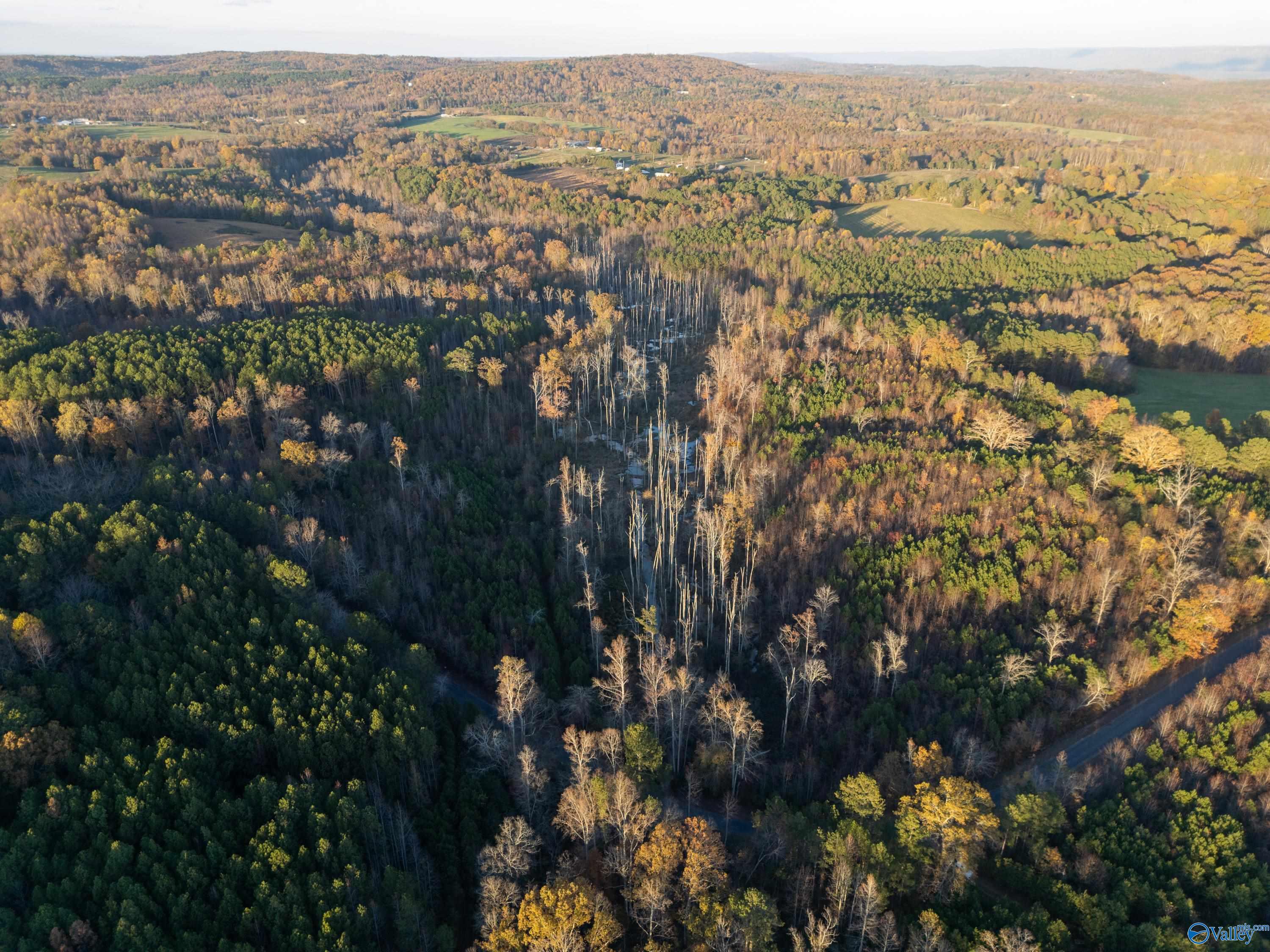 198 Acres County Road 143, Valley Head, Alabama image 4