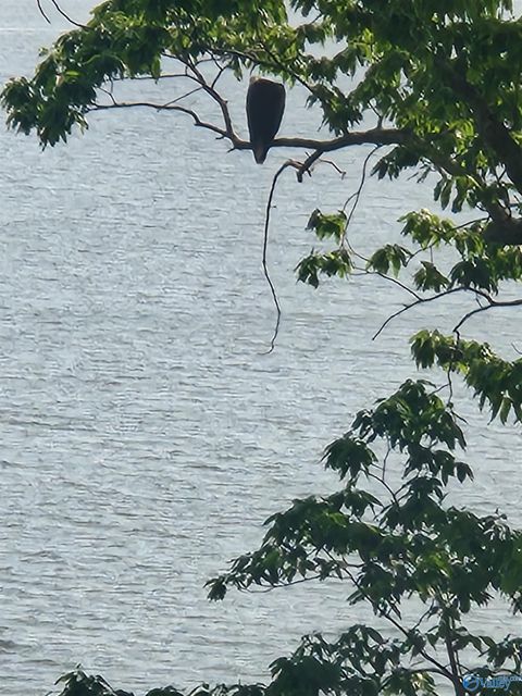 Vacant Land For Sale - LOT 5 Lillians Way<br/> Rogersville, AL 35652