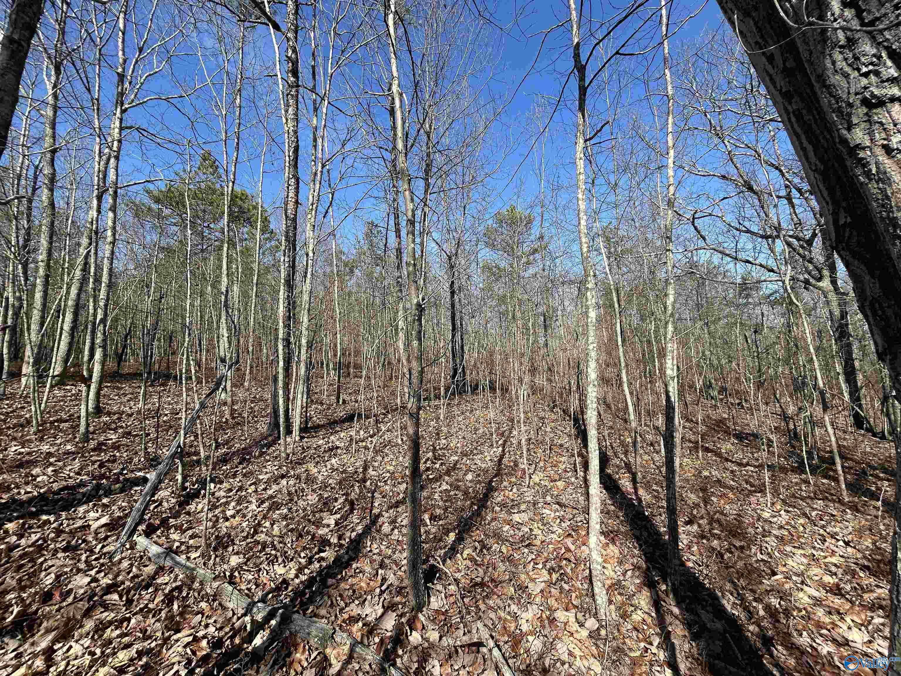 40 County Road 793, Centre, Alabama image 13