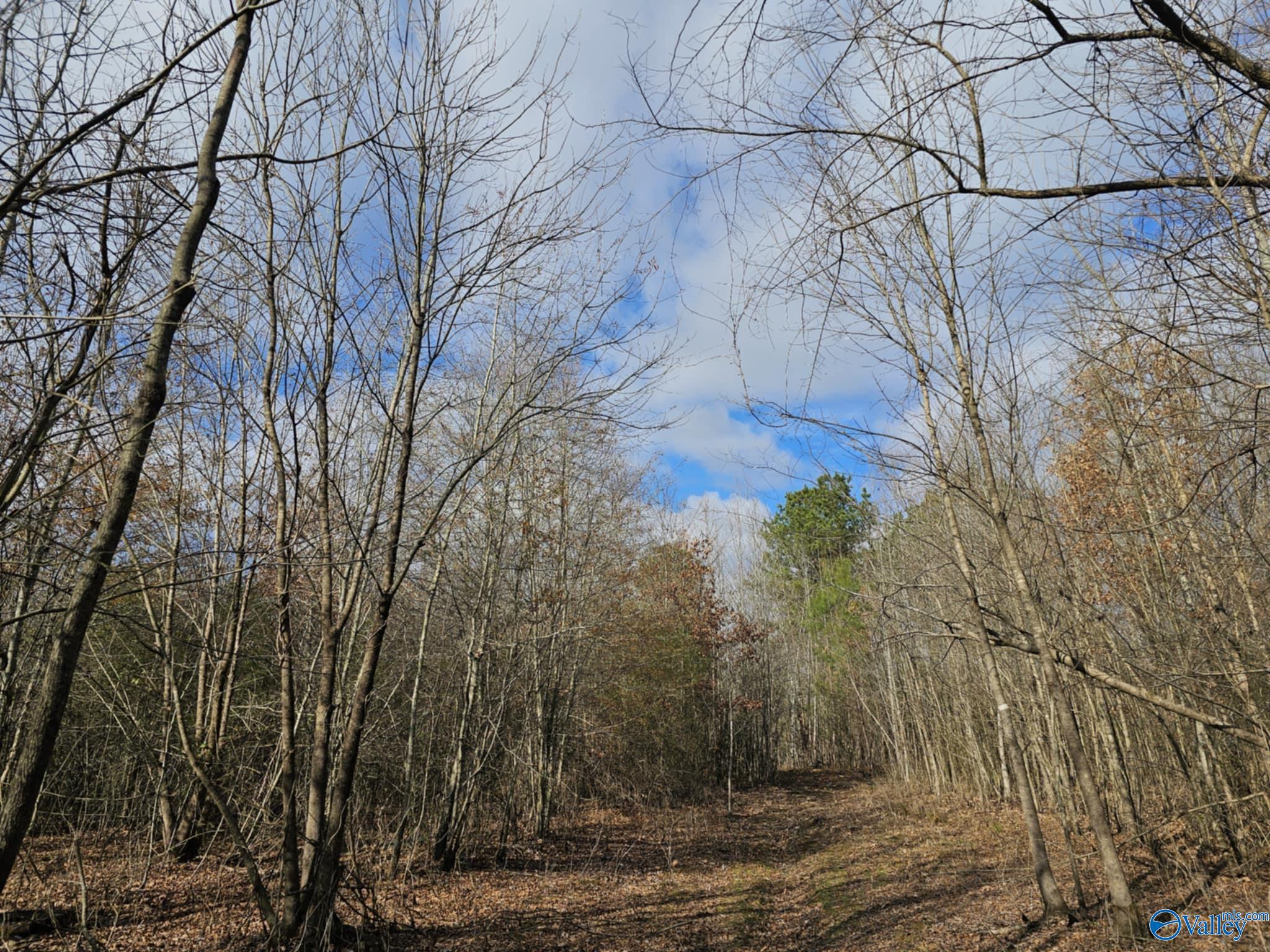 21 Acres County Road 236, Town Creek, Alabama image 8