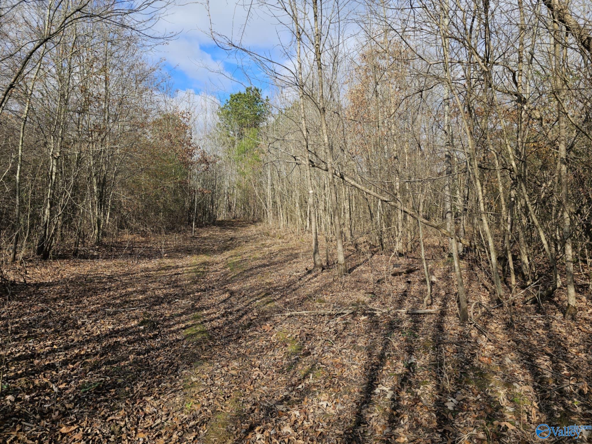 21 Acres County Road 236, Town Creek, Alabama image 9